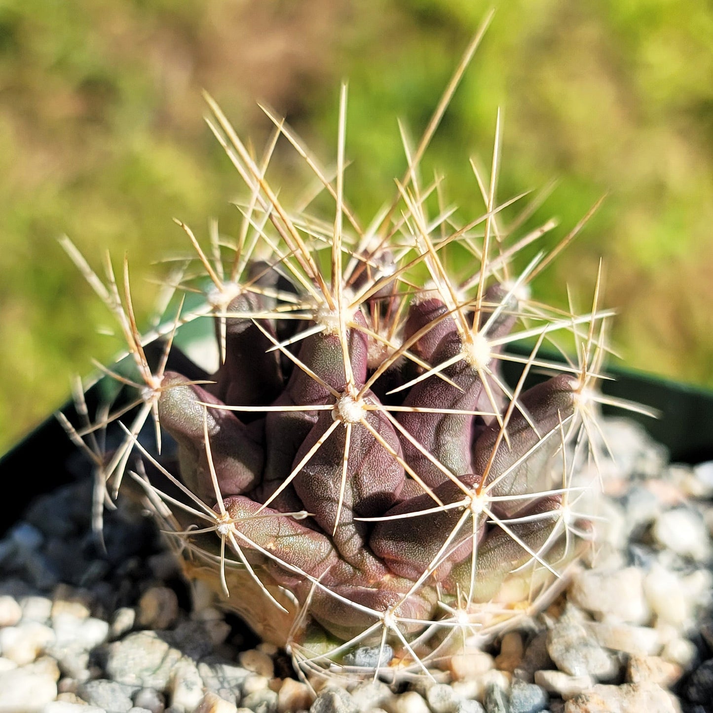 Thelocactus - Thelocactus matudae