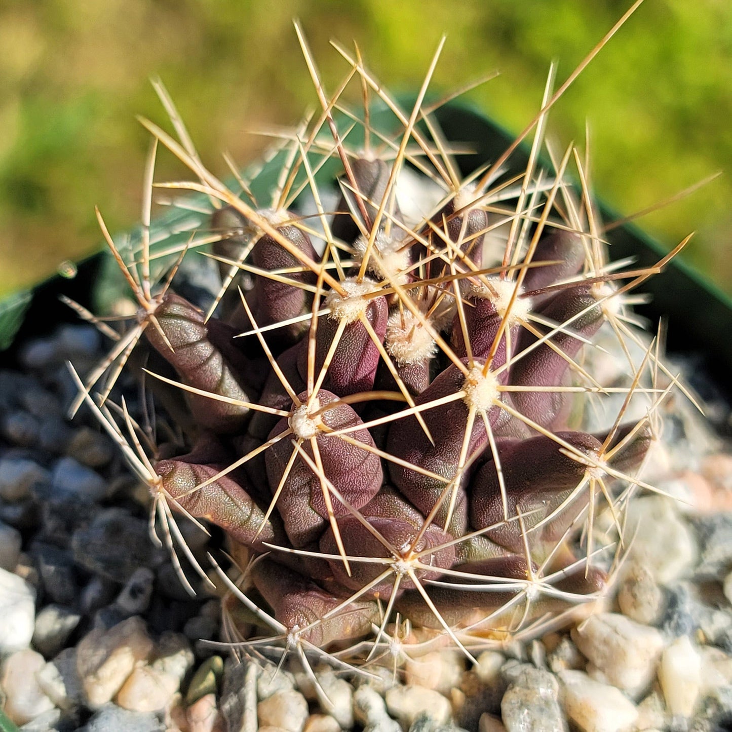 Thelocactus - Thelocactus matudae
