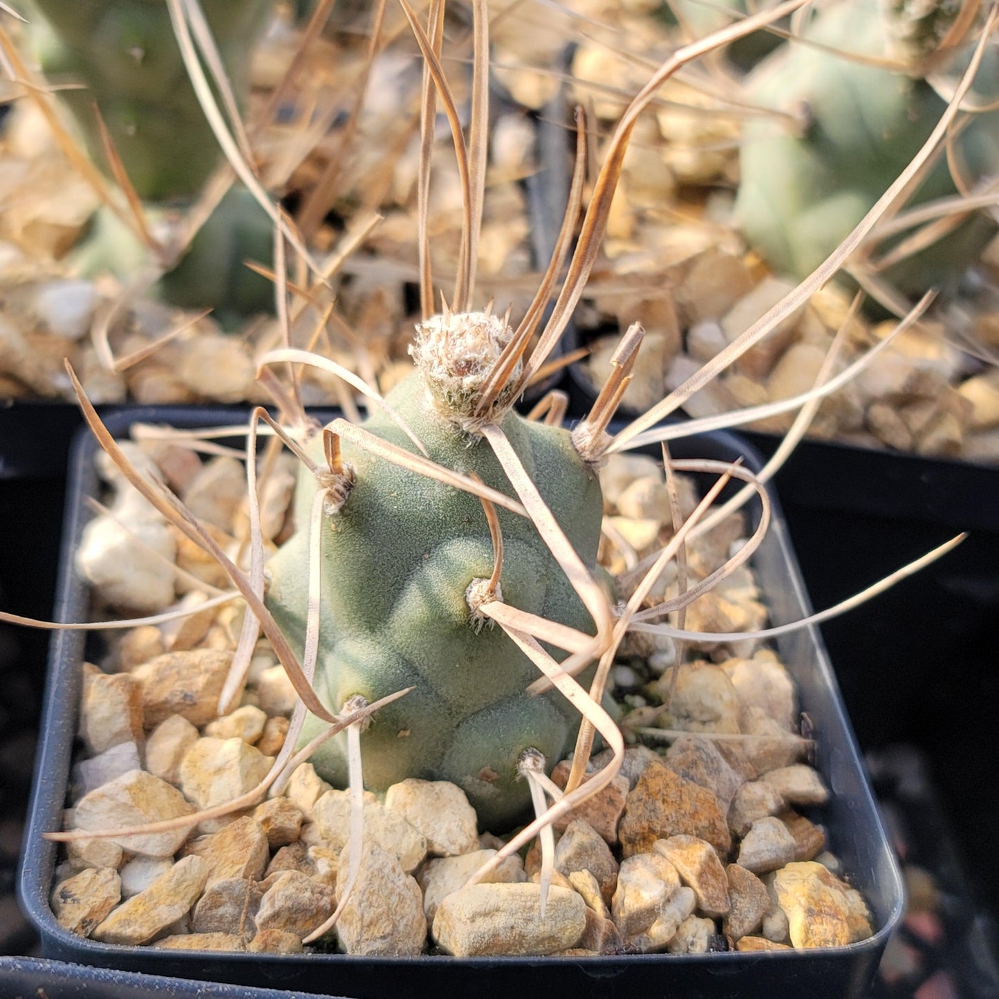 Tephrocactus aoracanthus