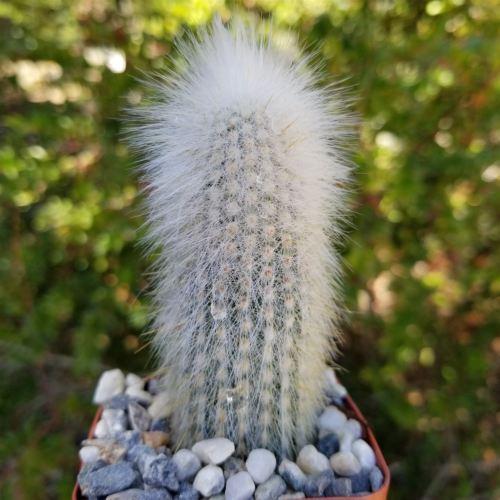 Silver Torch Cactus 'Cleistocactus strausii'