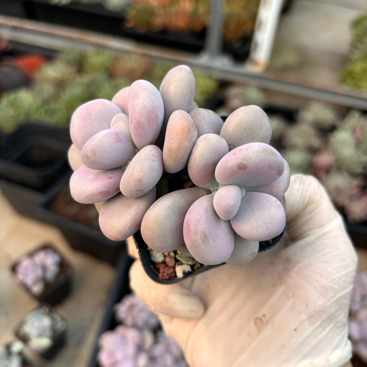Specail!Graptopetalum Amethystinum Lavender Pebbles 桃蛋