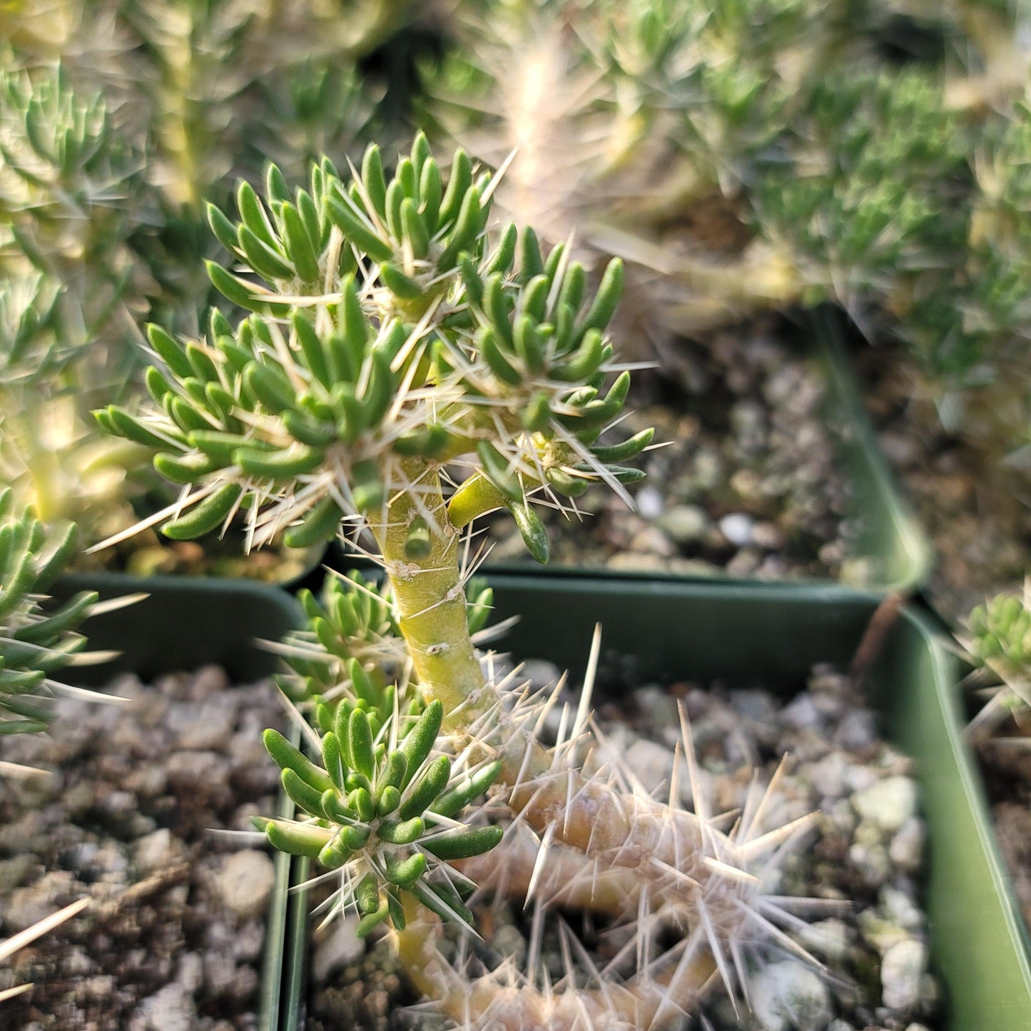Maihuenia poeppigii