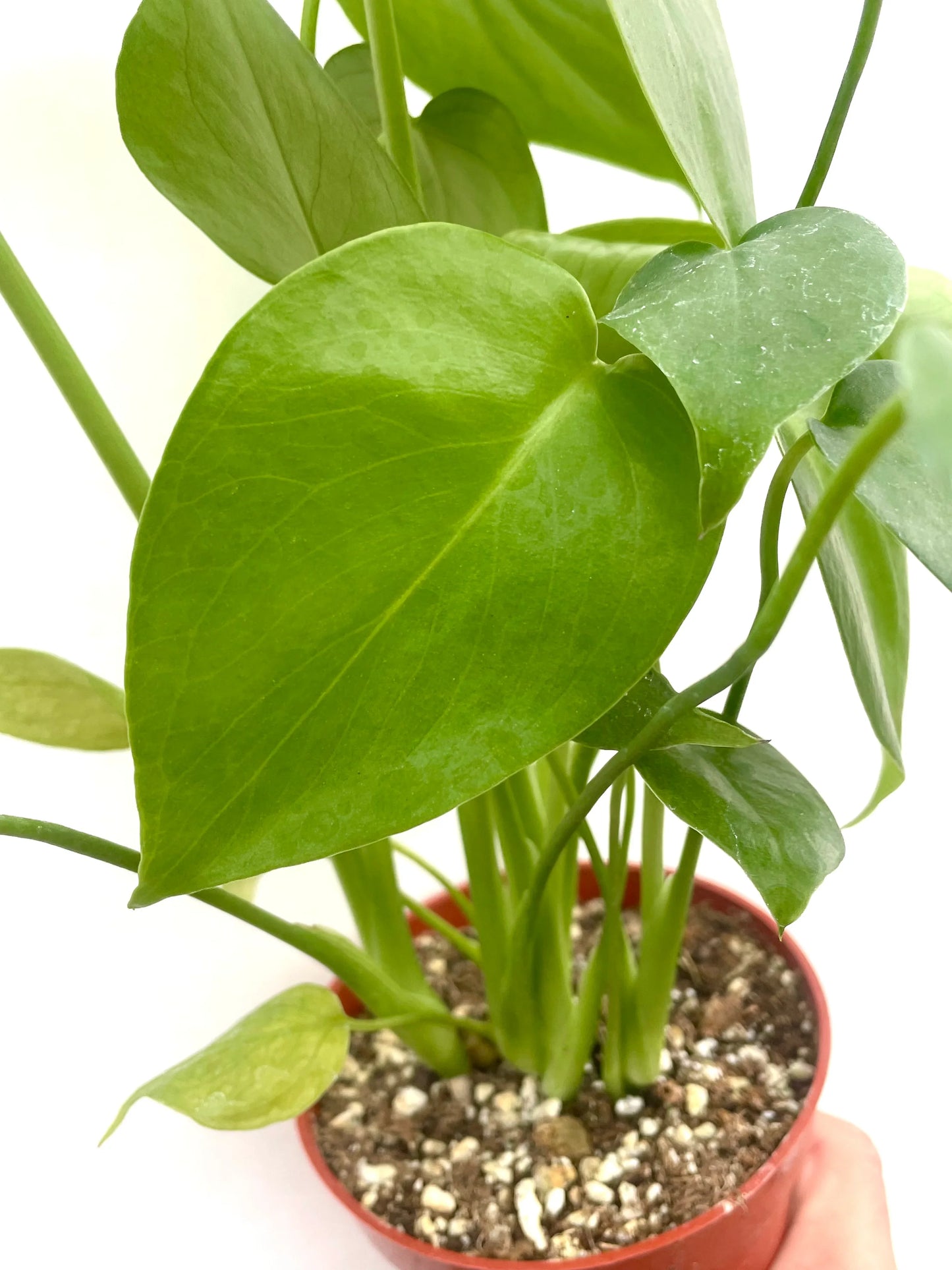 Monstera Deliciosa House Plant