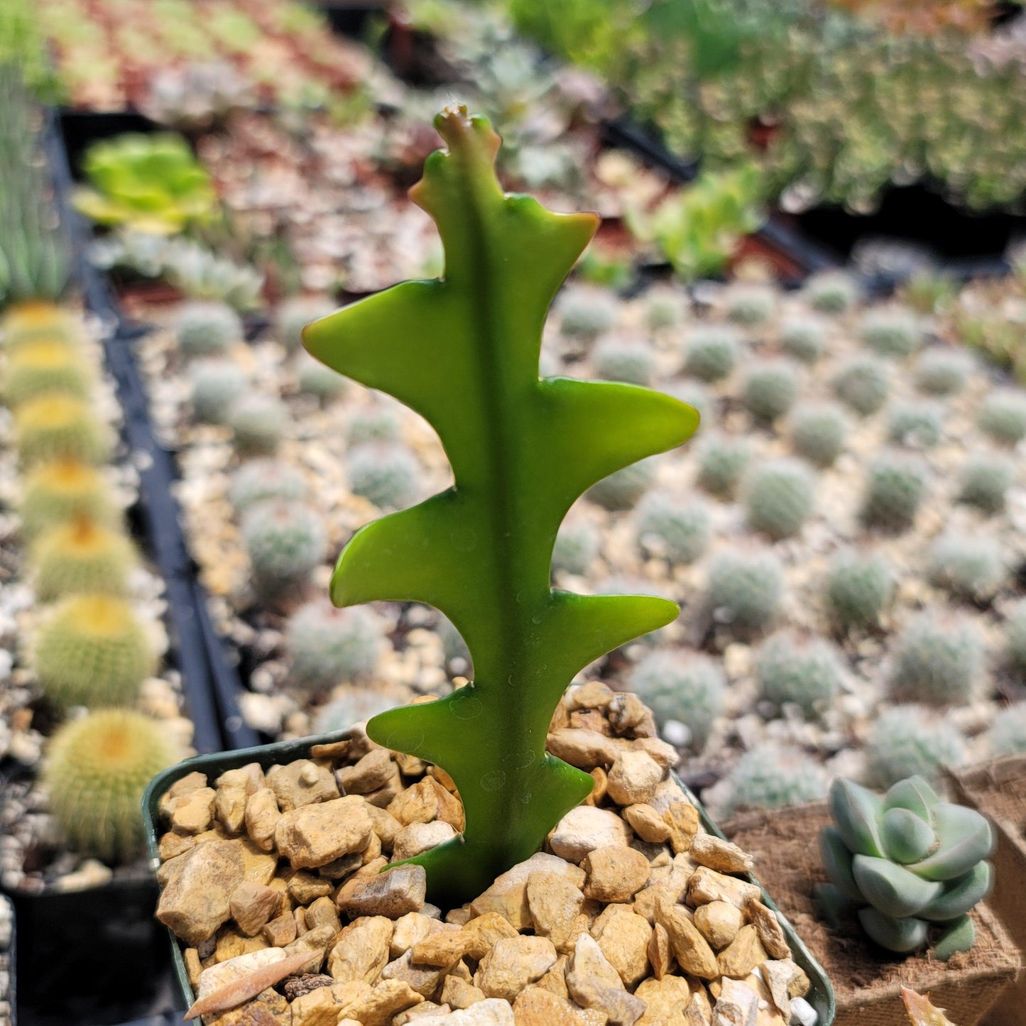 Fishbone Cactus ‘Selenicereus anthonyanus’ - Ric Rac Cactus