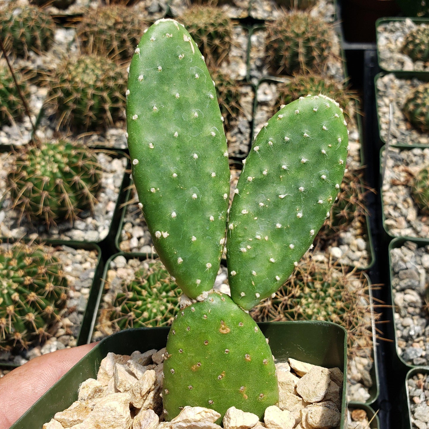 Opuntia Mona Lisa