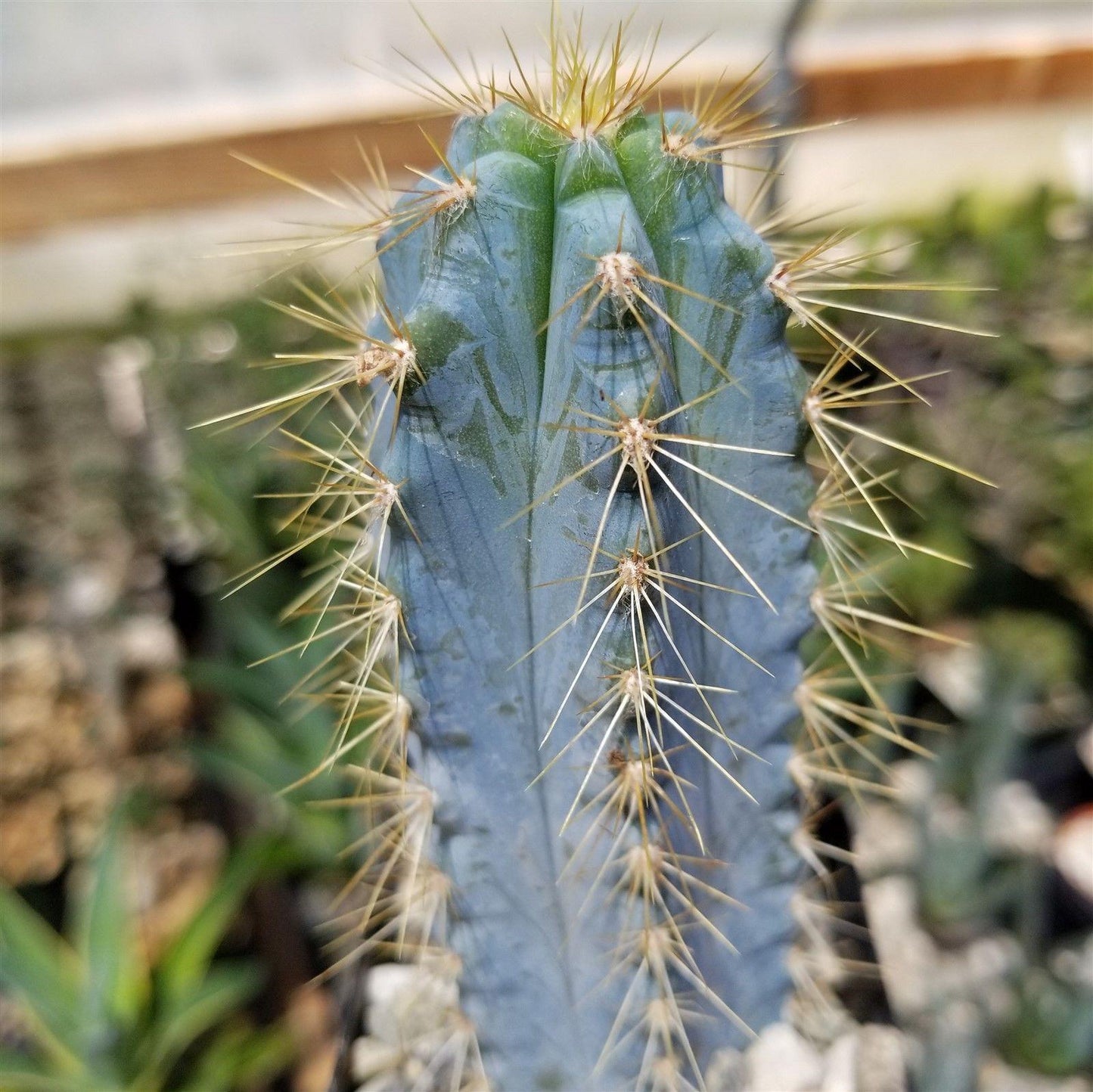 Brazilian Blue Cactus - Blue Columnar Cactus 'Pilosocereus azureus'
