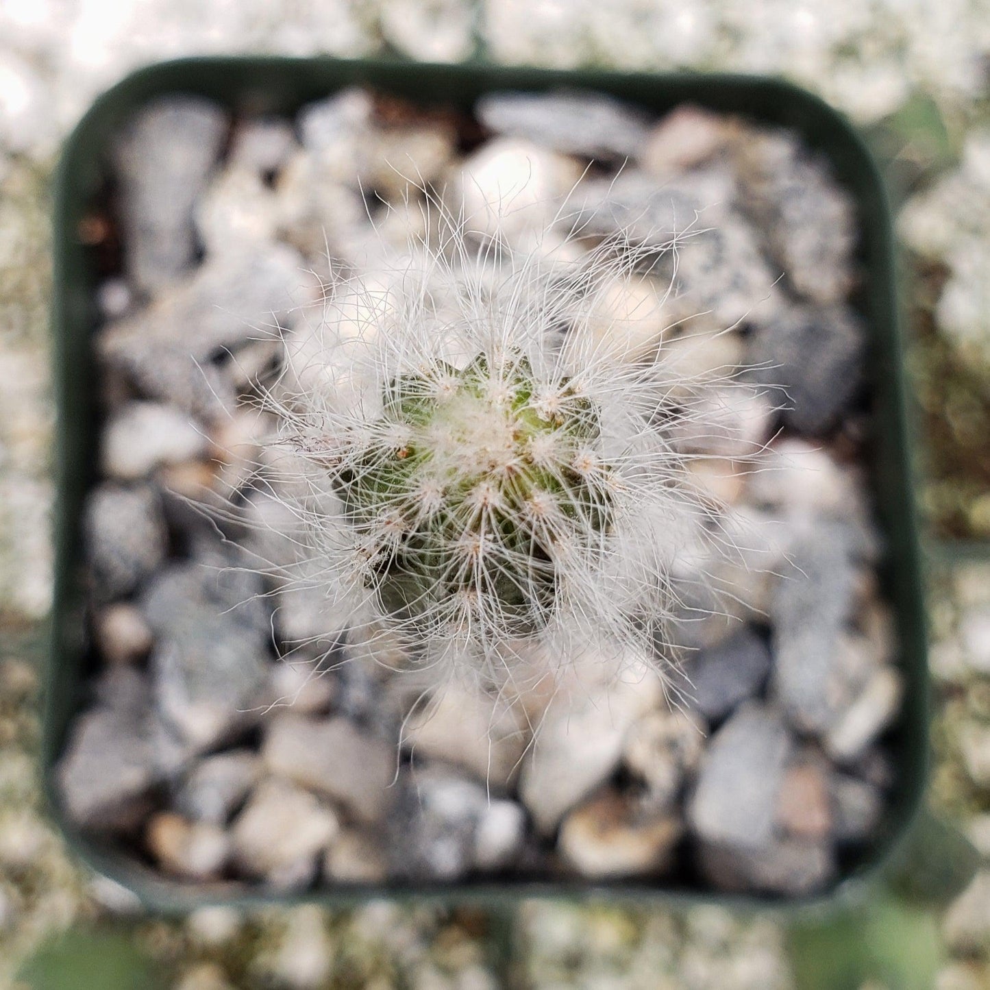 Wilcoxia schmollii