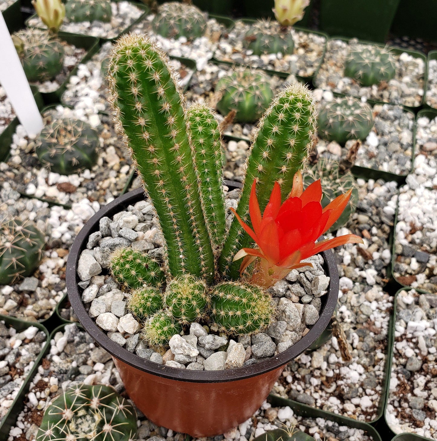 Peanut Cactus ‘Echinopsis chamaecereus’