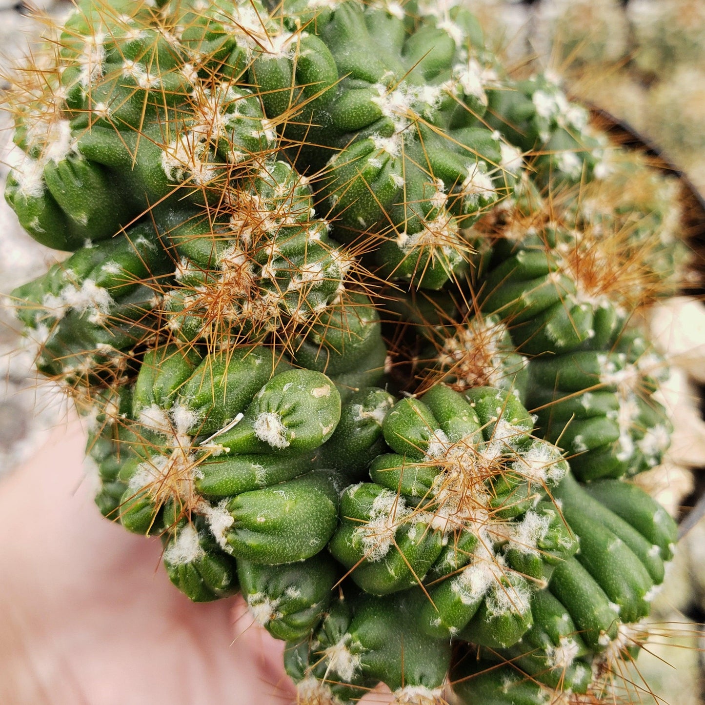 Cereus peruvianus monstrose 'Petra'