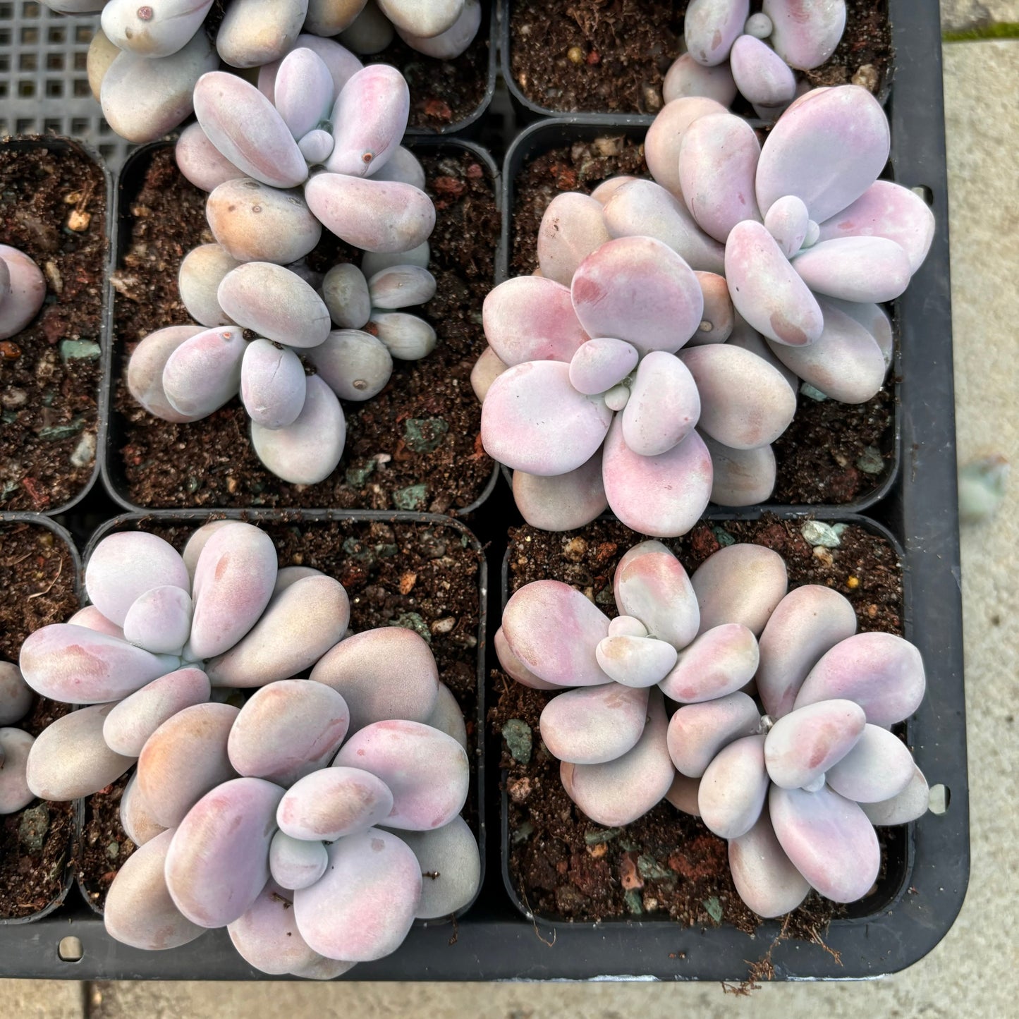 Specail!Graptopetalum Amethystinum Lavender Pebbles 桃蛋