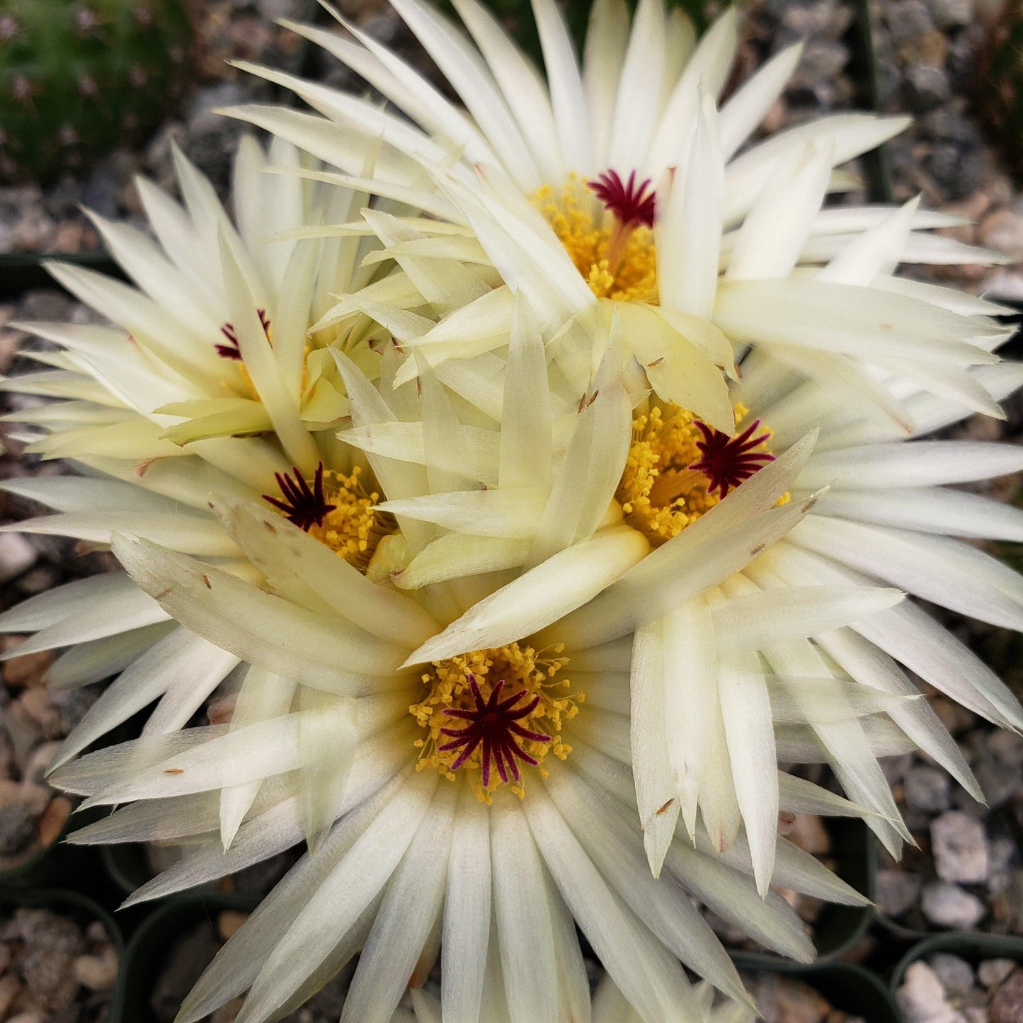 Notocactus elegans