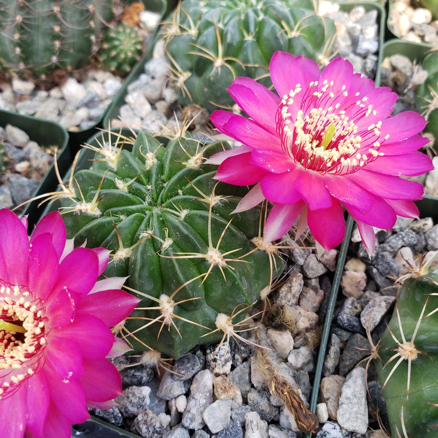 Lobivia prestoana