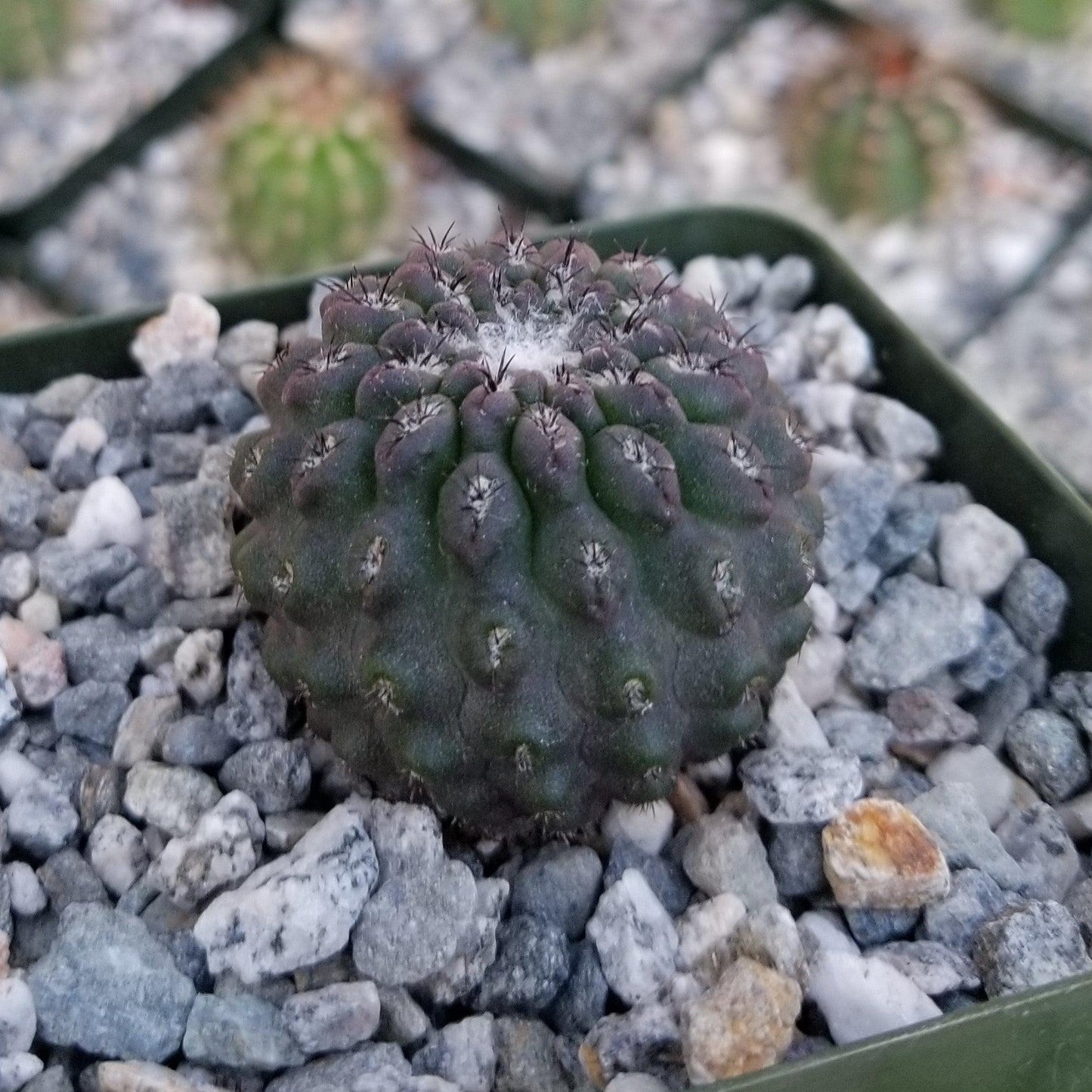 Neochilenia vexata