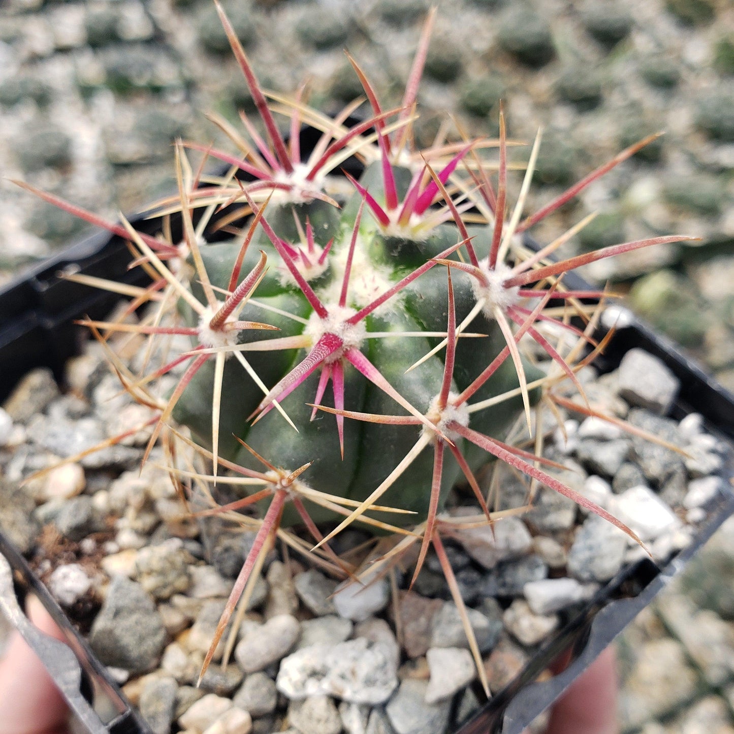 Ferocactus viridescens v. orcuttii valle de las palmas