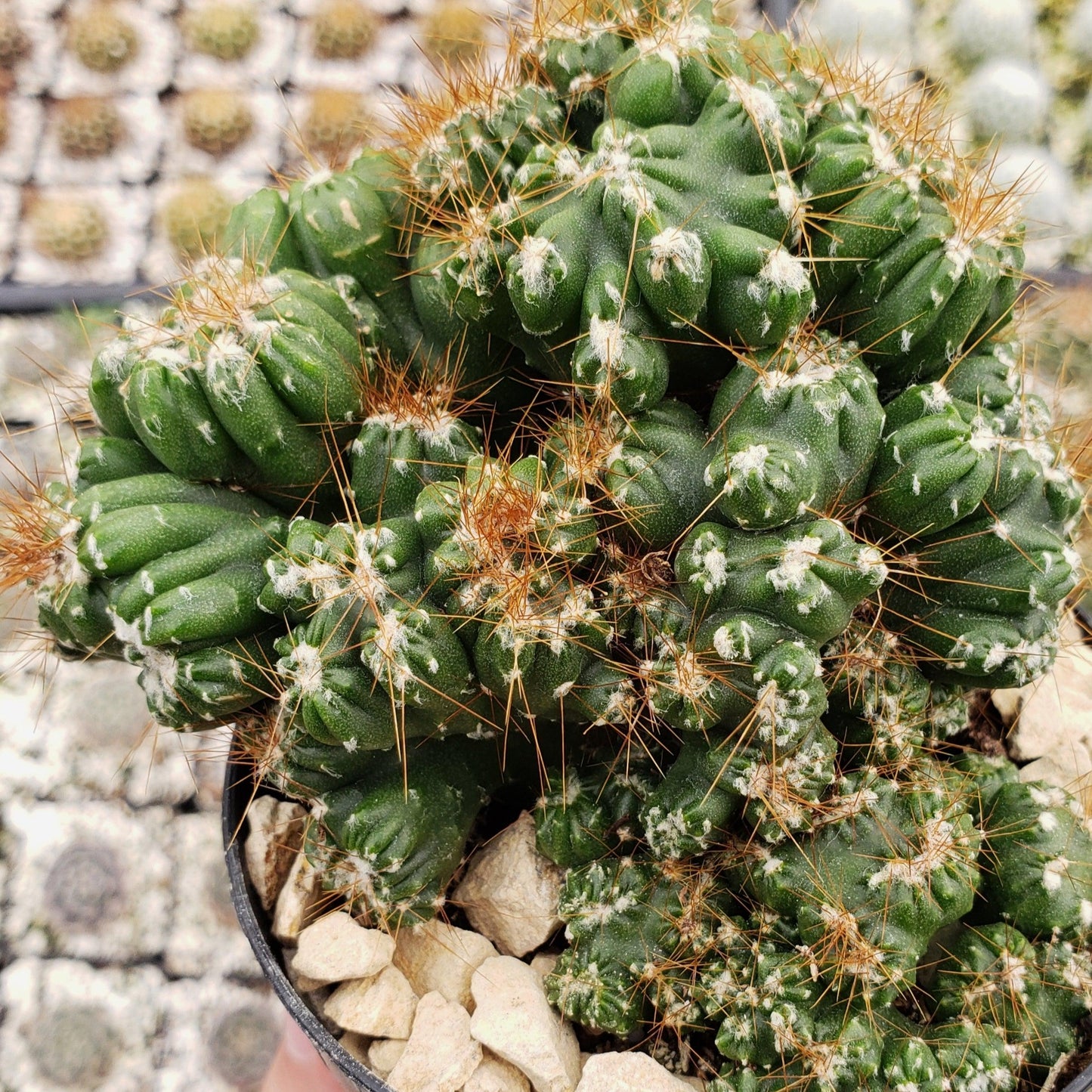 Cereus peruvianus monstrose 'Petra'