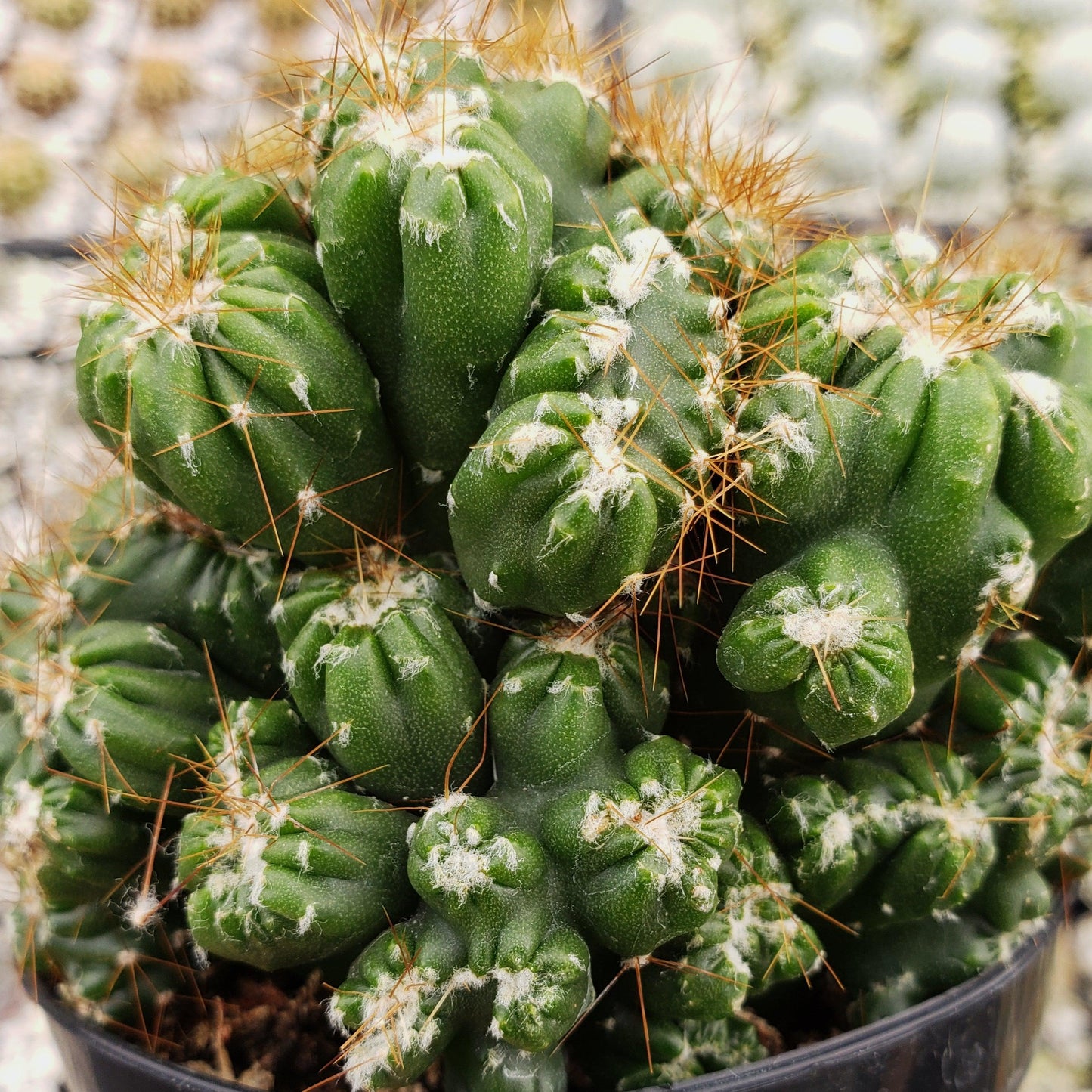 Cereus peruvianus monstrose 'Petra'