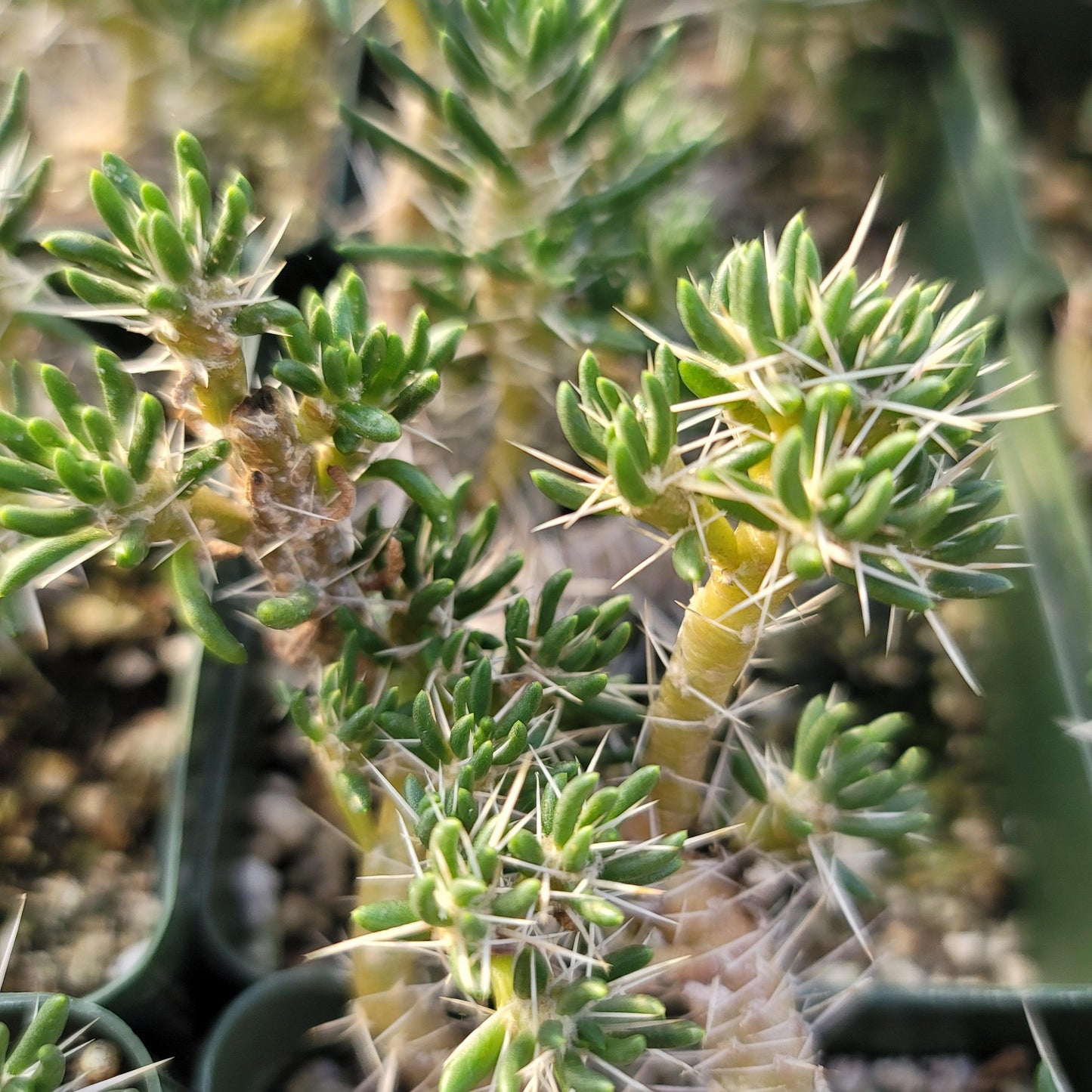 Maihuenia poeppigii