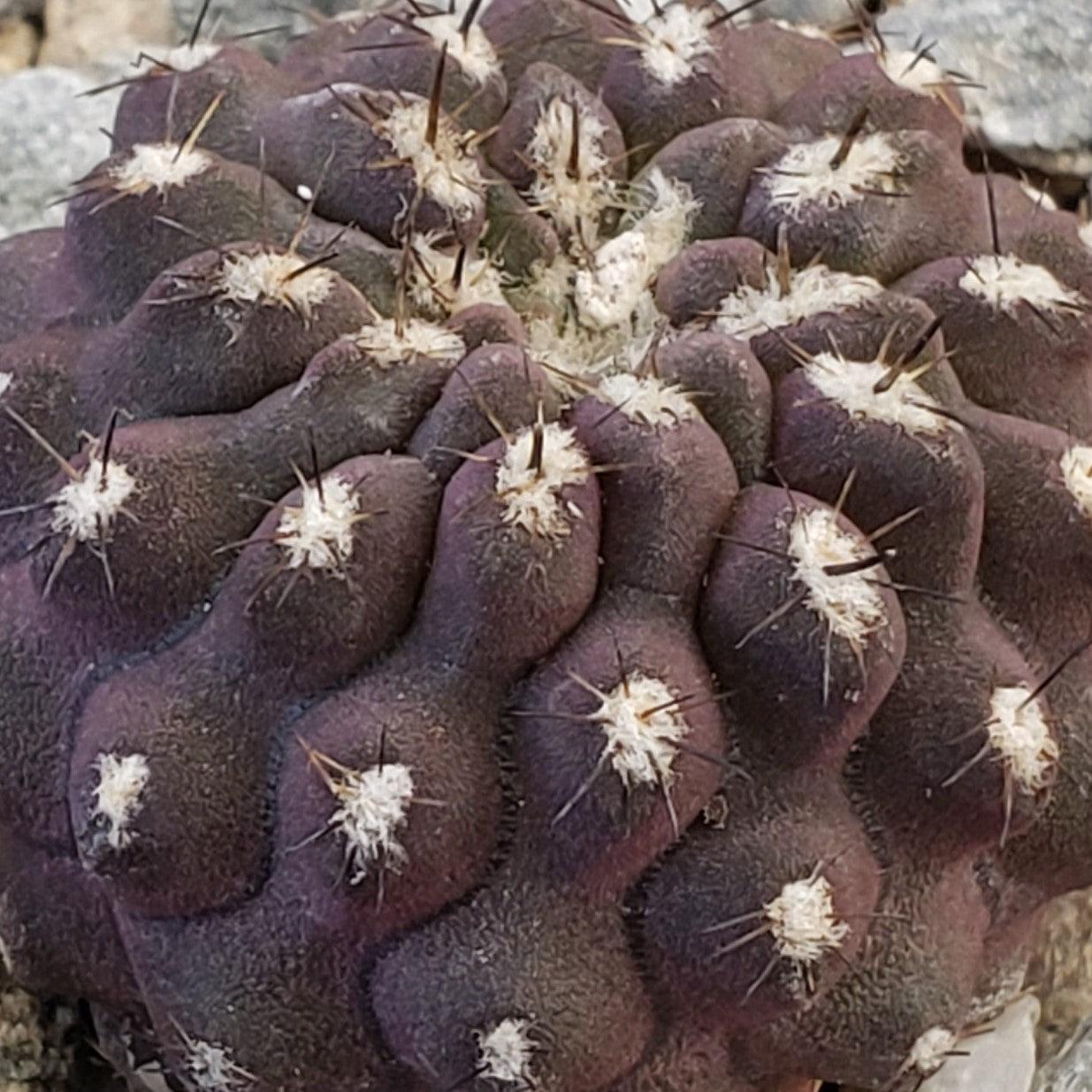 Neochilenia heinrichiana setosiflora