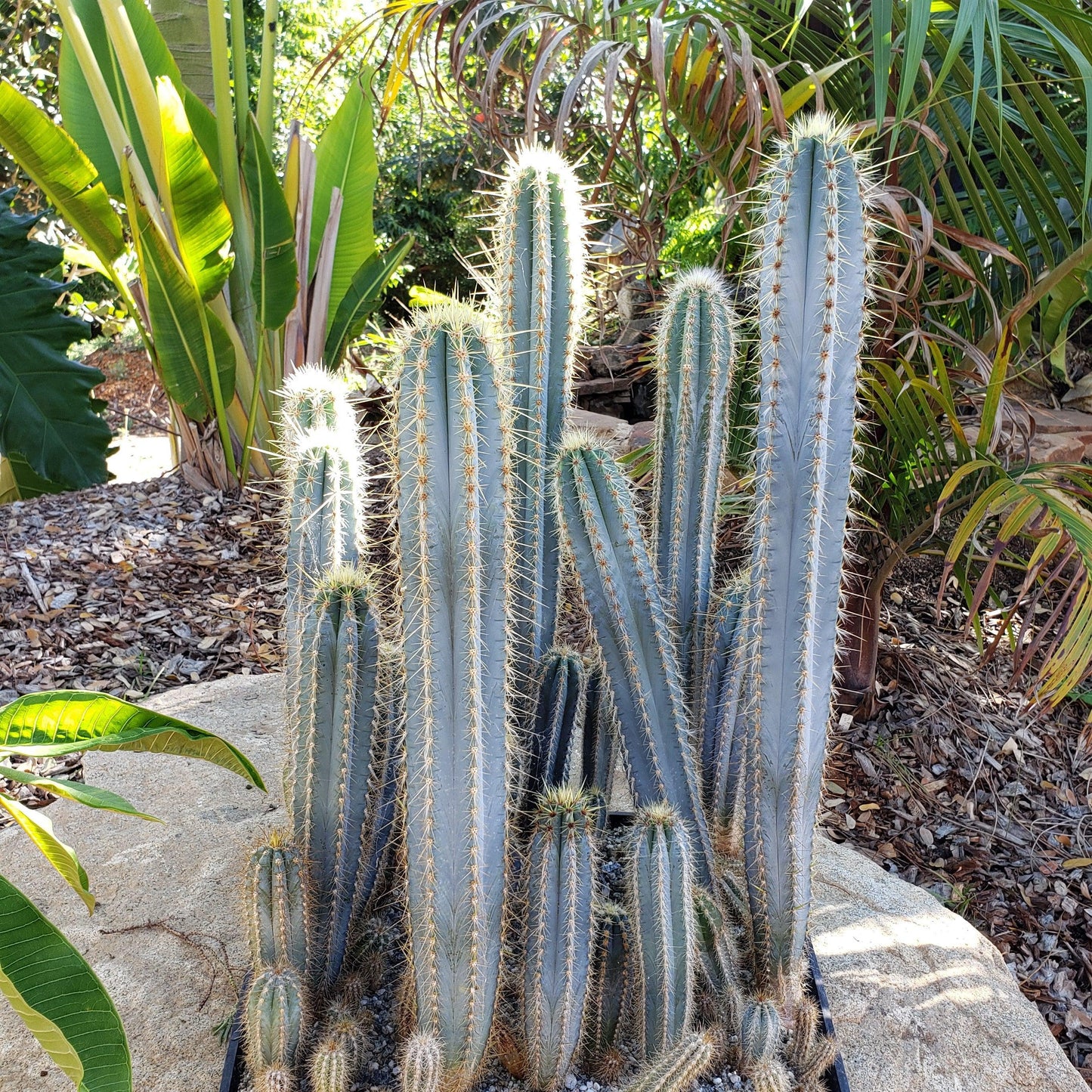 Blue Torch Cactus 'Pilosocereus pachycladus'