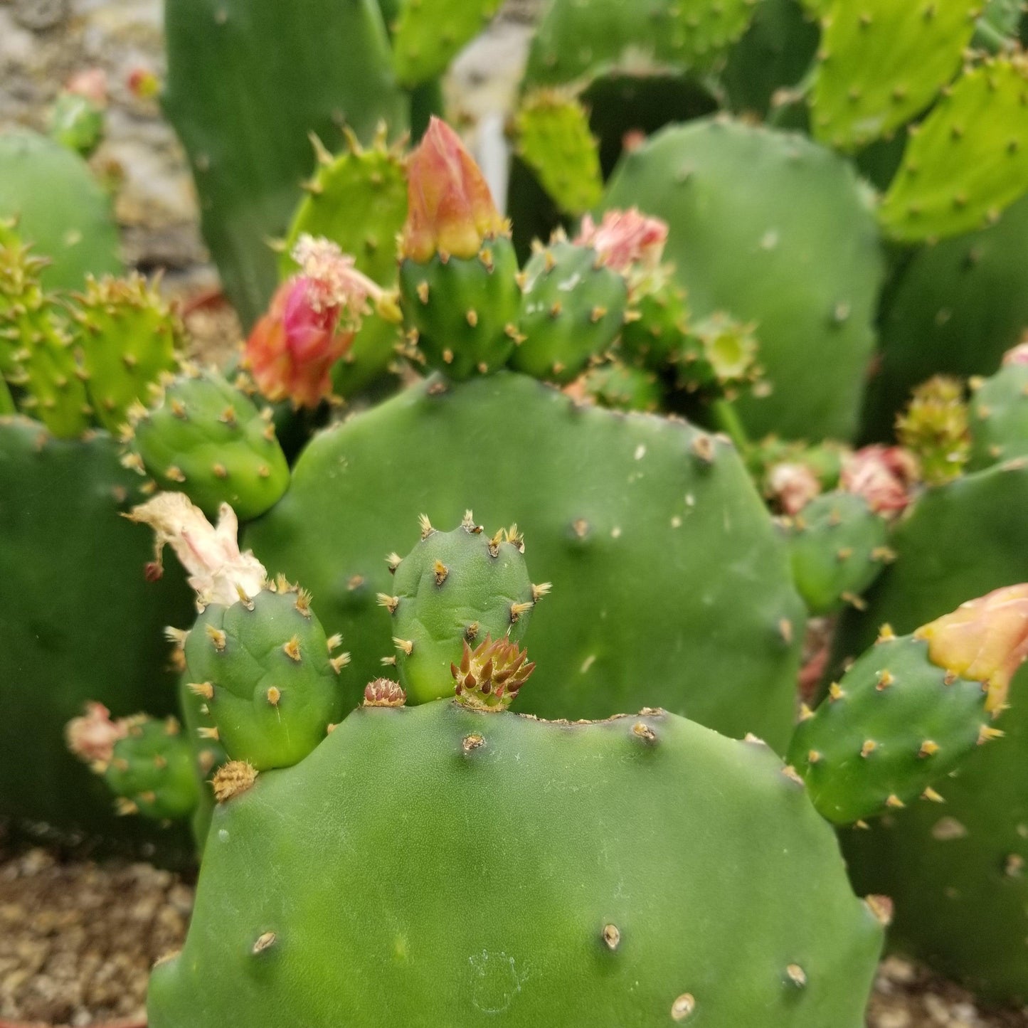 Opuntia ellisian 'Spineless Prickly Pear'
