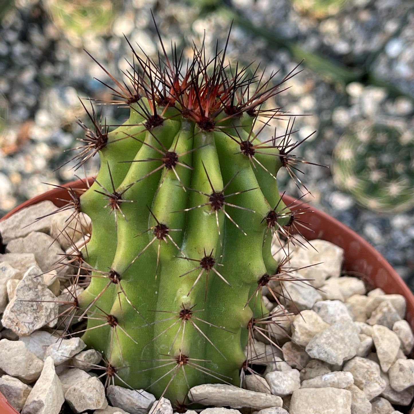 Organ Pipe Cactus ‘Stenocereus thurberi’