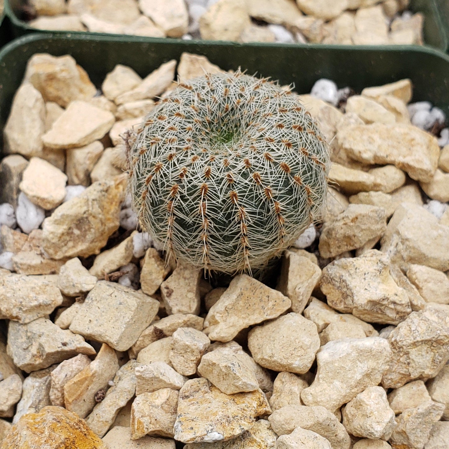 Frailea gloriosa