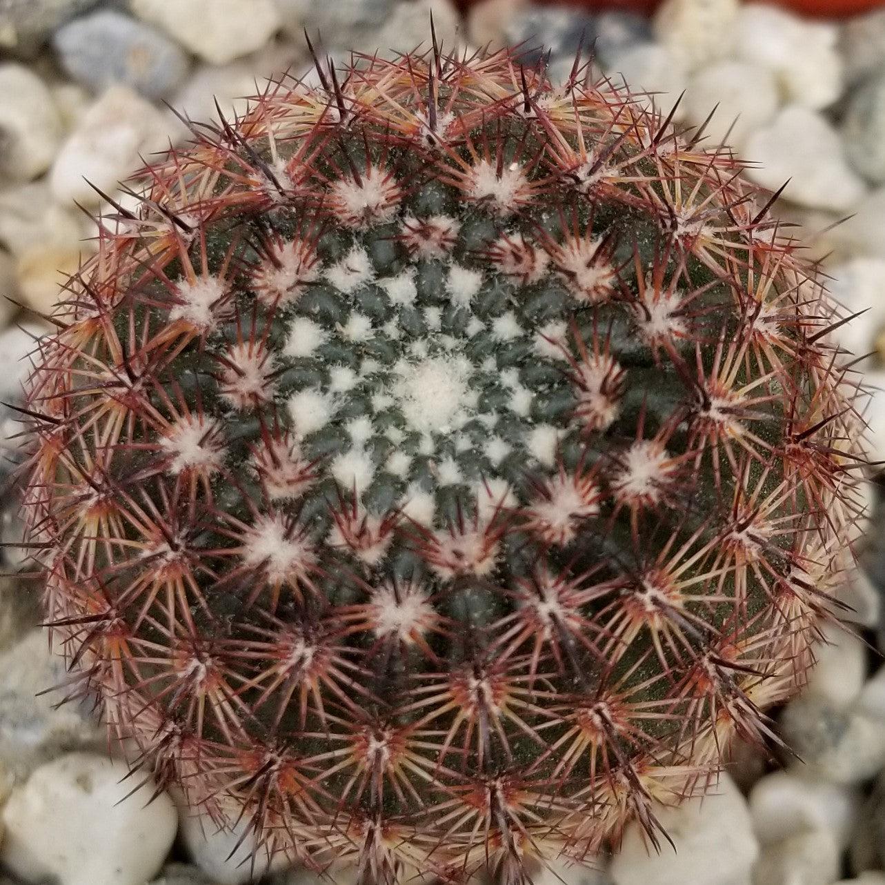Notocactus rutilans