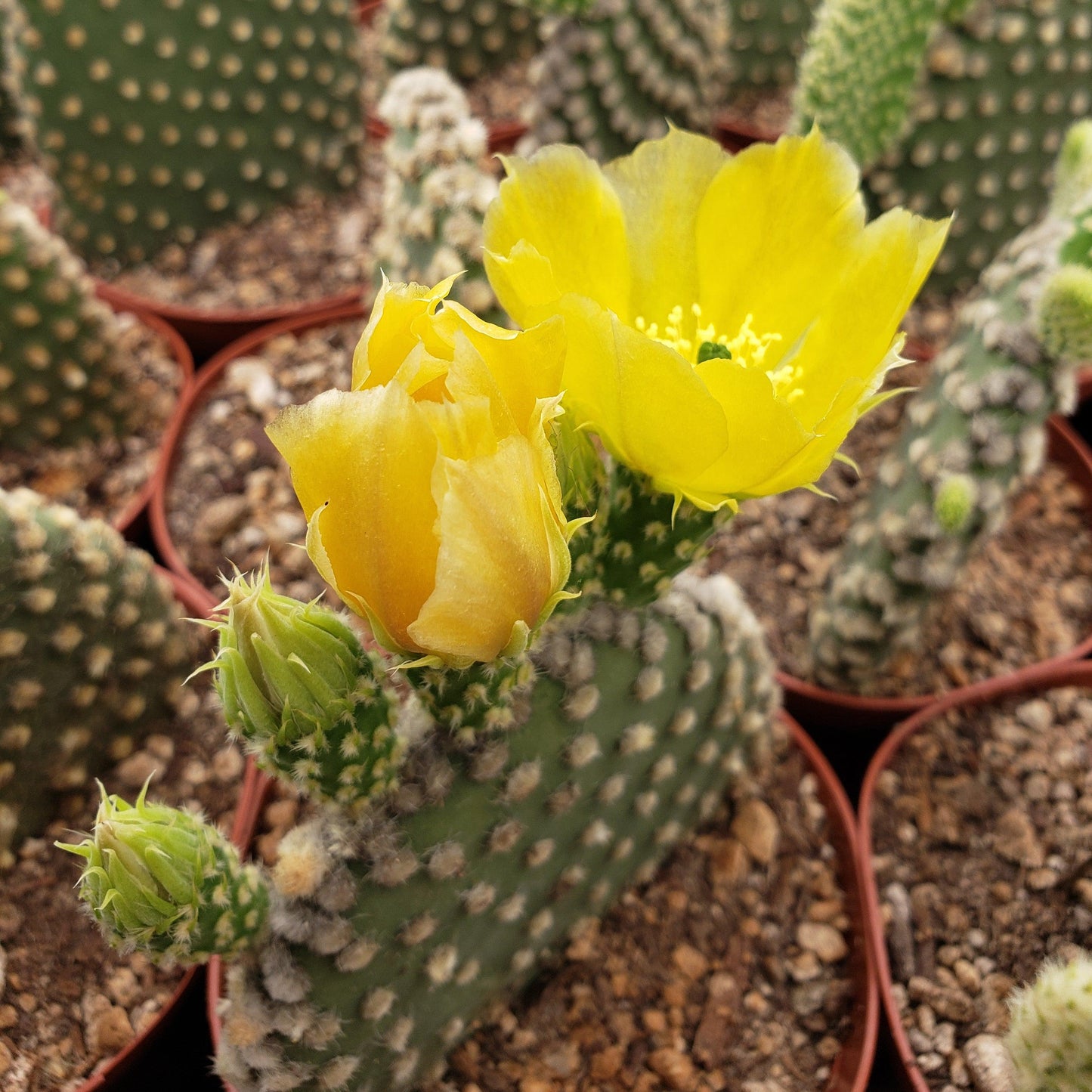 Bunny Ear Cactus 'Opuntia microdasys'