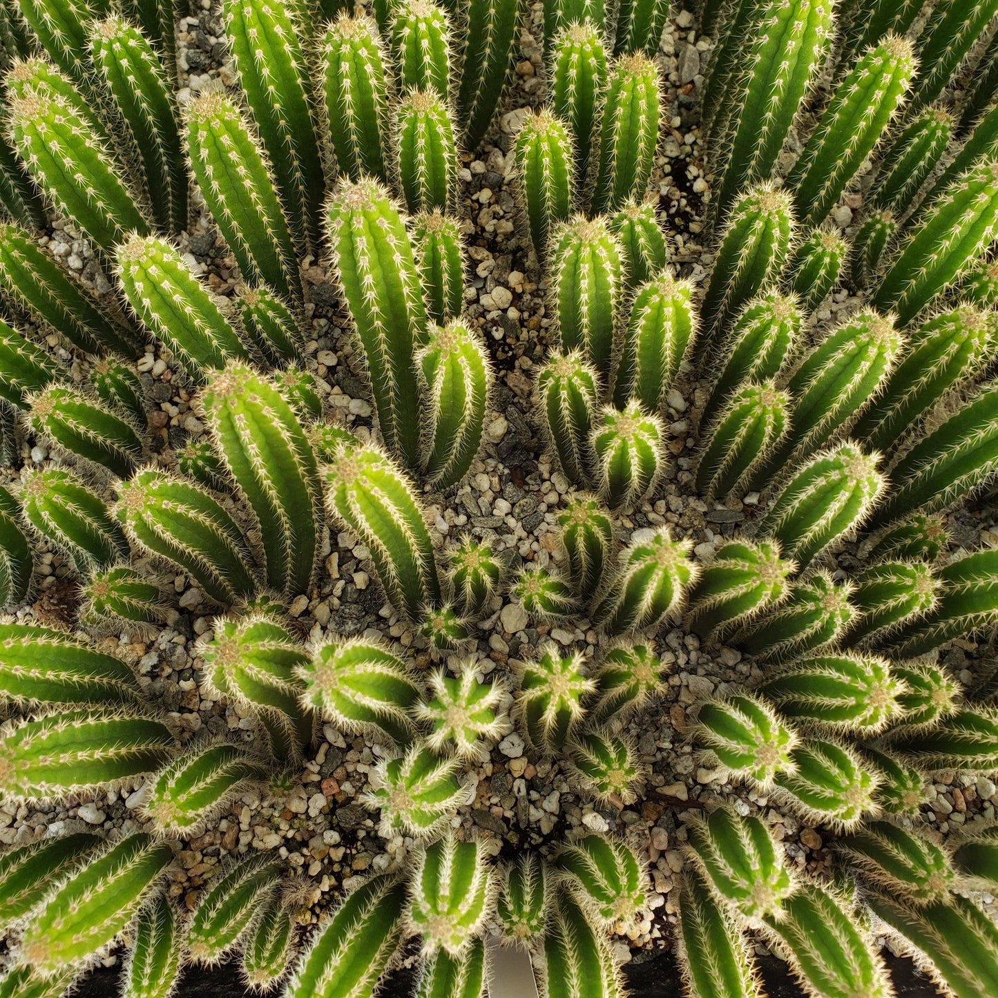 Yungasocereus inquisivensis