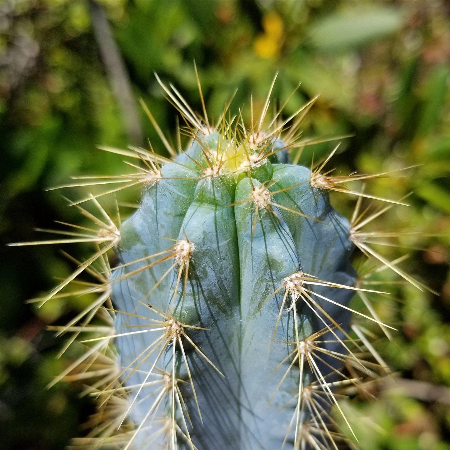 Brazilian Blue Cactus - Blue Columnar Cactus 'Pilosocereus azureus'