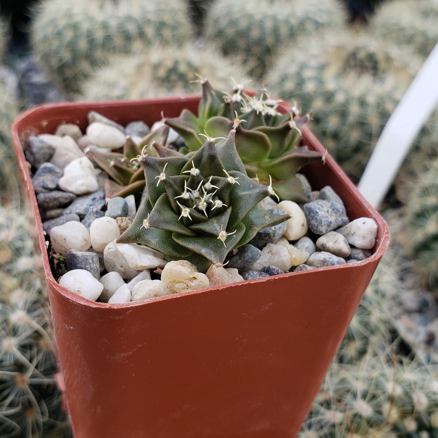 Obregonia denegrii