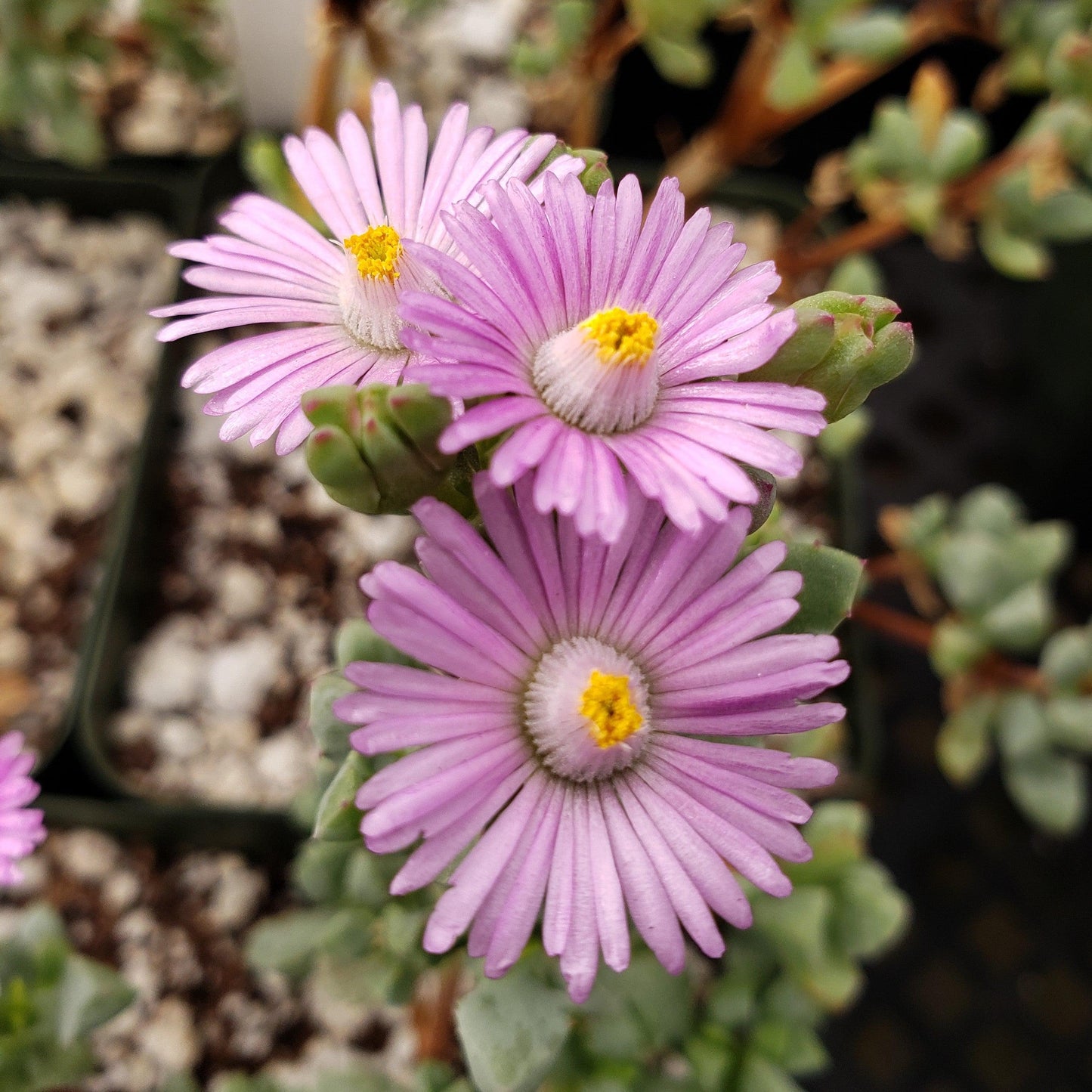 Pink Ice plant Succulent 'Oscularia deltoides'