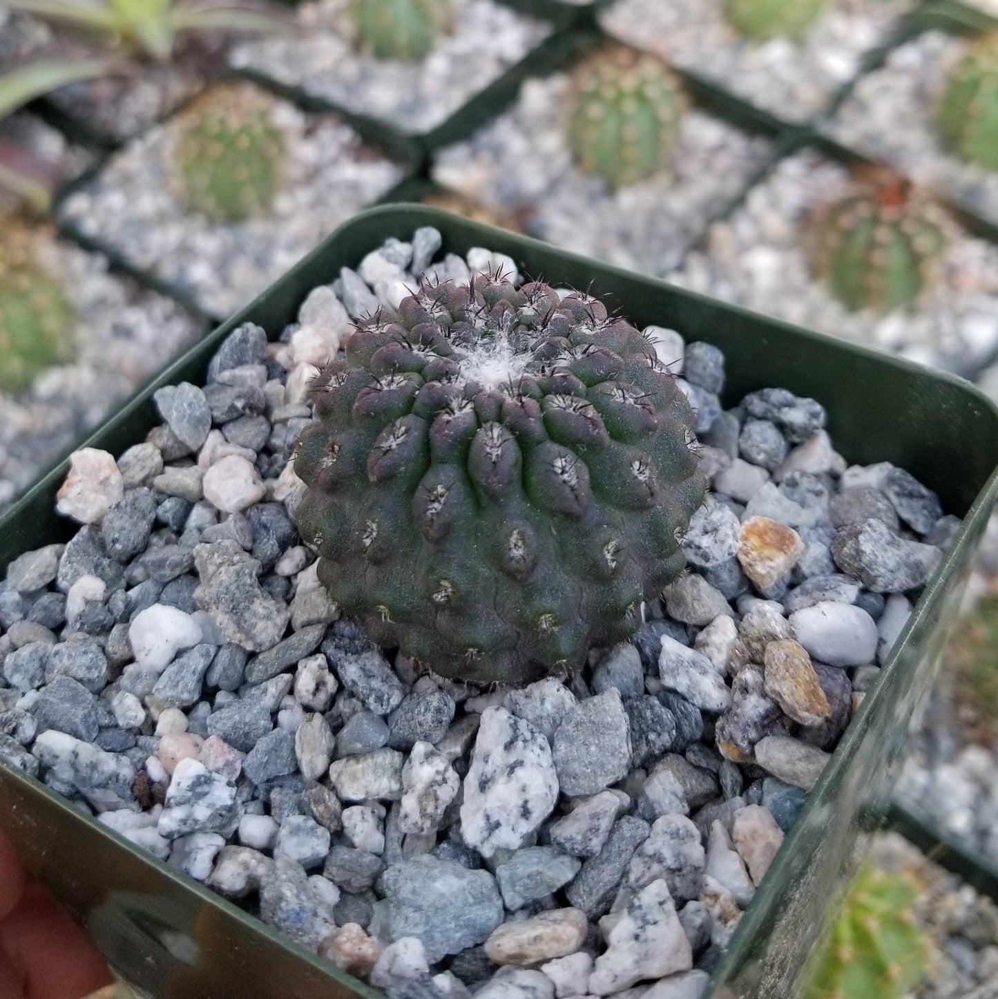 Neochilenia vexata