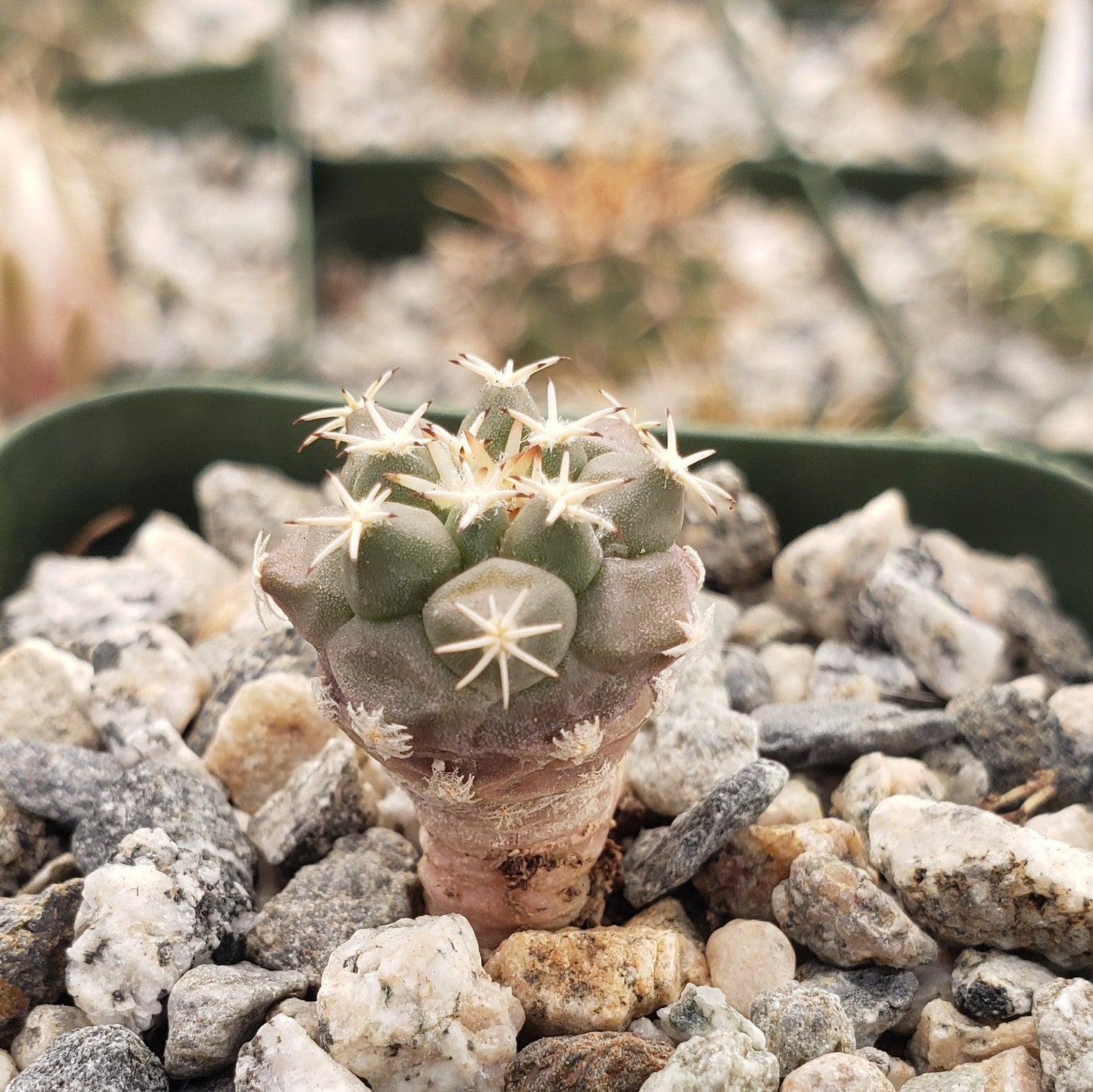 Turbinicarpus lophophoroides