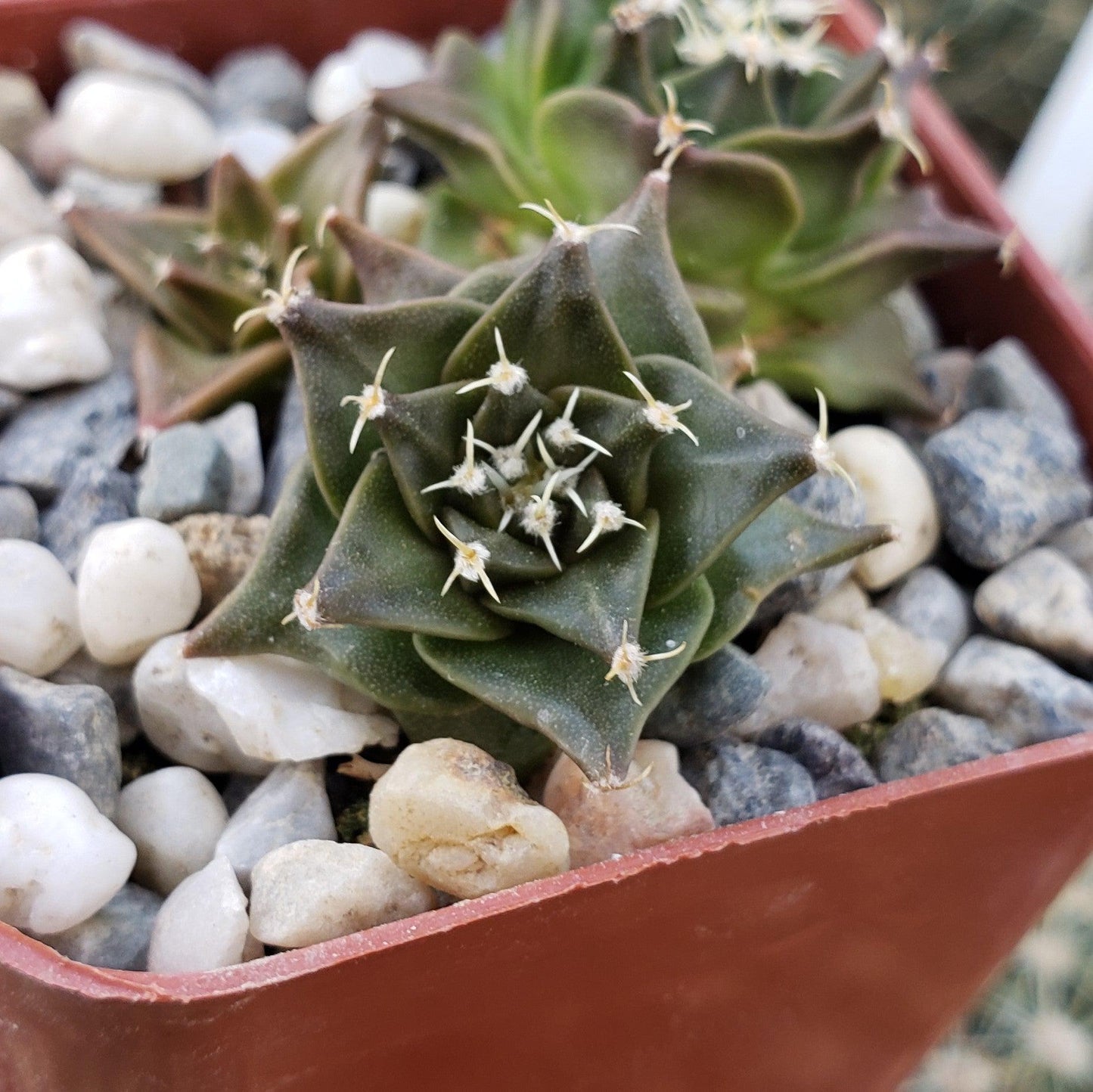 Obregonia denegrii