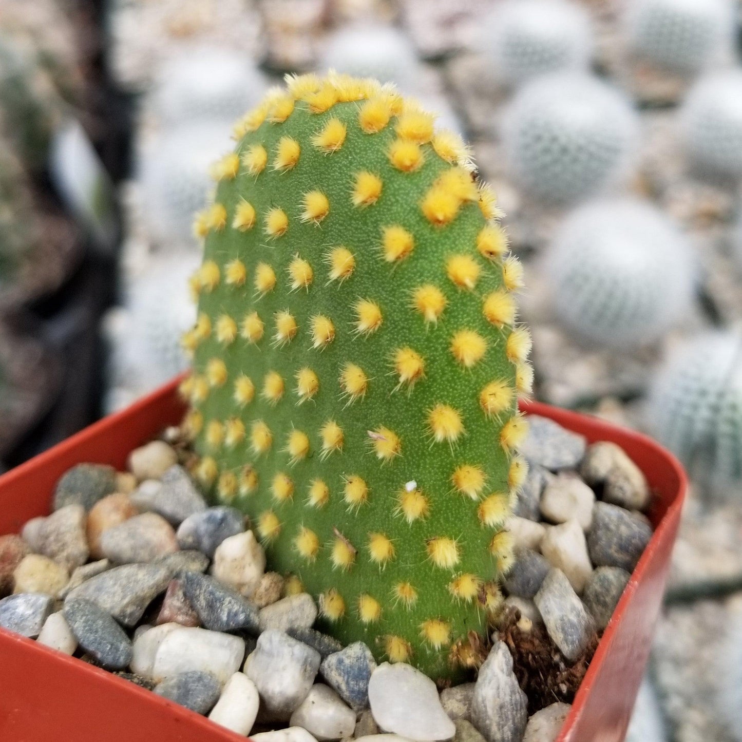 Bunny Ear Cactus 'Opuntia microdasys'