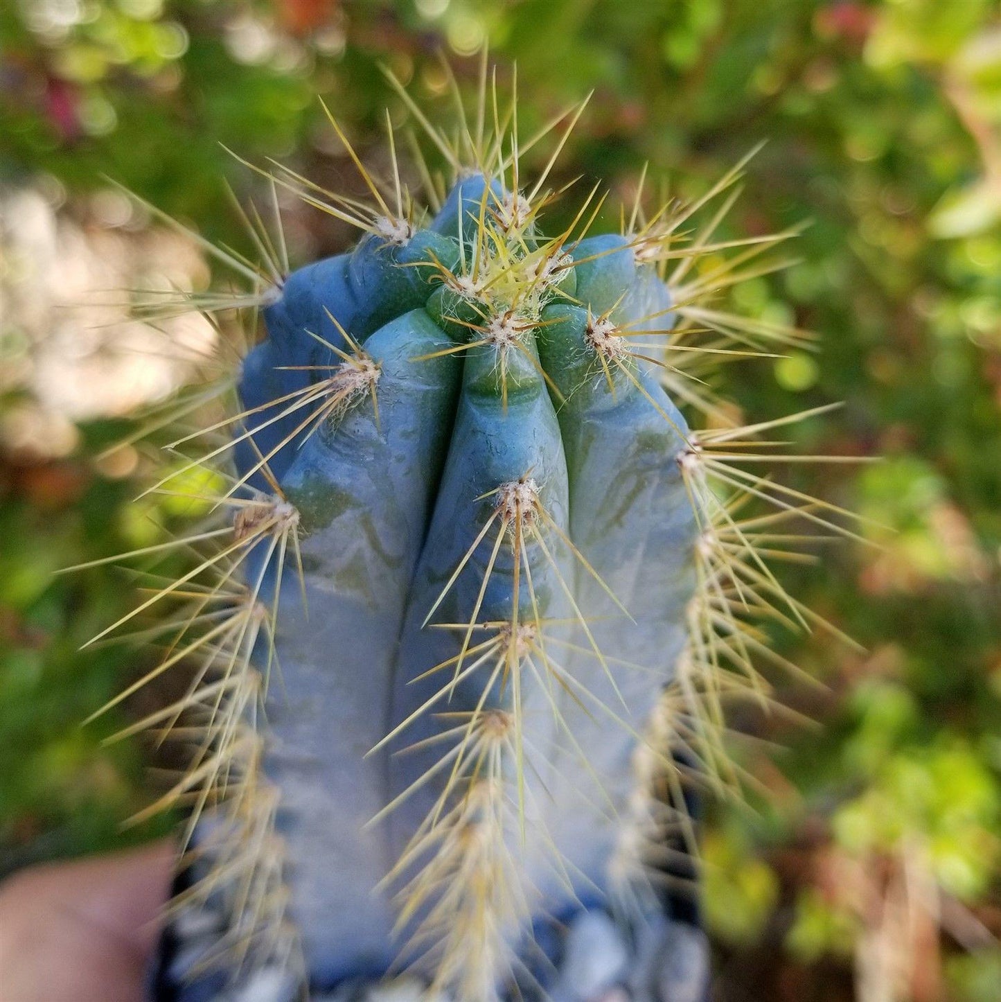 Brazilian Blue Cactus - Blue Columnar Cactus 'Pilosocereus azureus'
