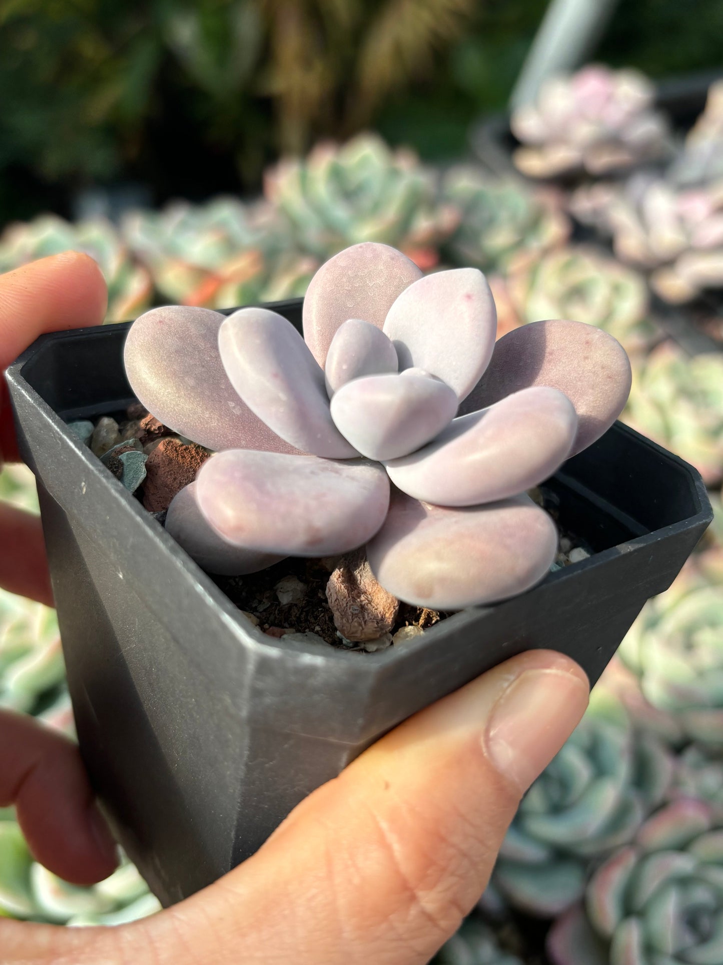 Specail!Graptopetalum Amethystinum Lavender Pebbles 桃蛋