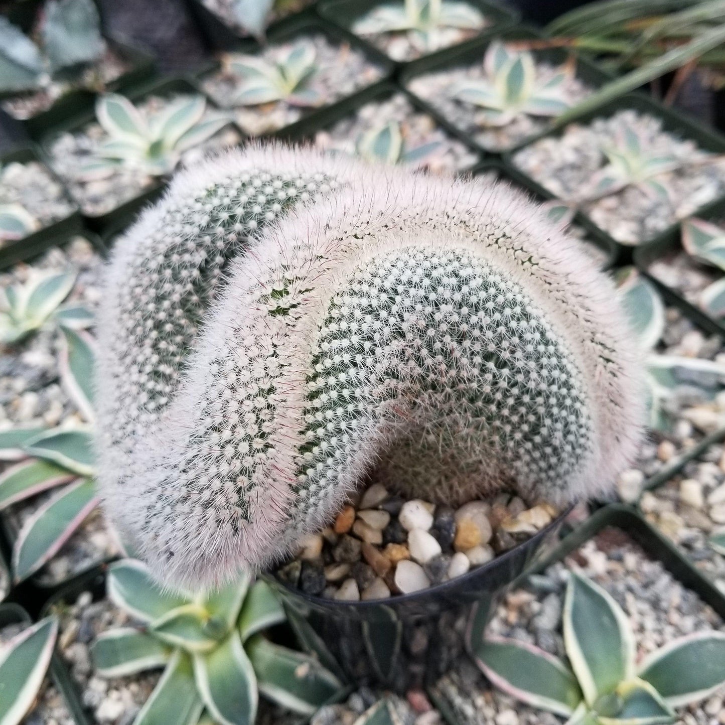 Mammillaria crest Red Cap