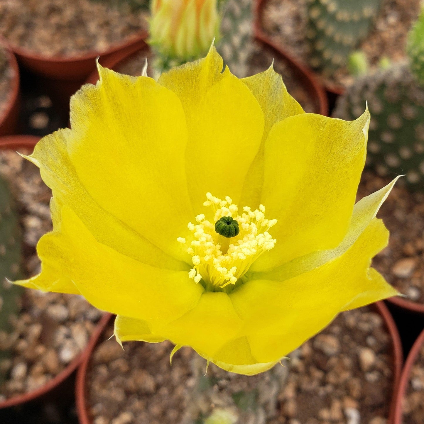 Bunny Ear Cactus 'Opuntia microdasys'