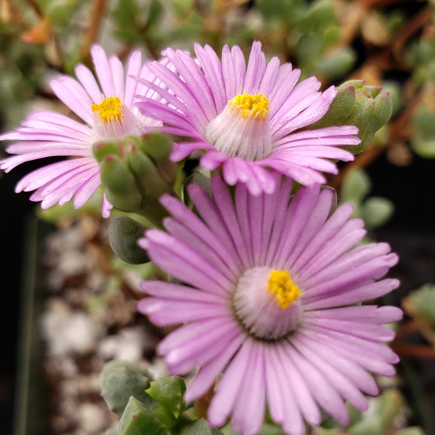 Pink Ice plant Succulent 'Oscularia deltoides'