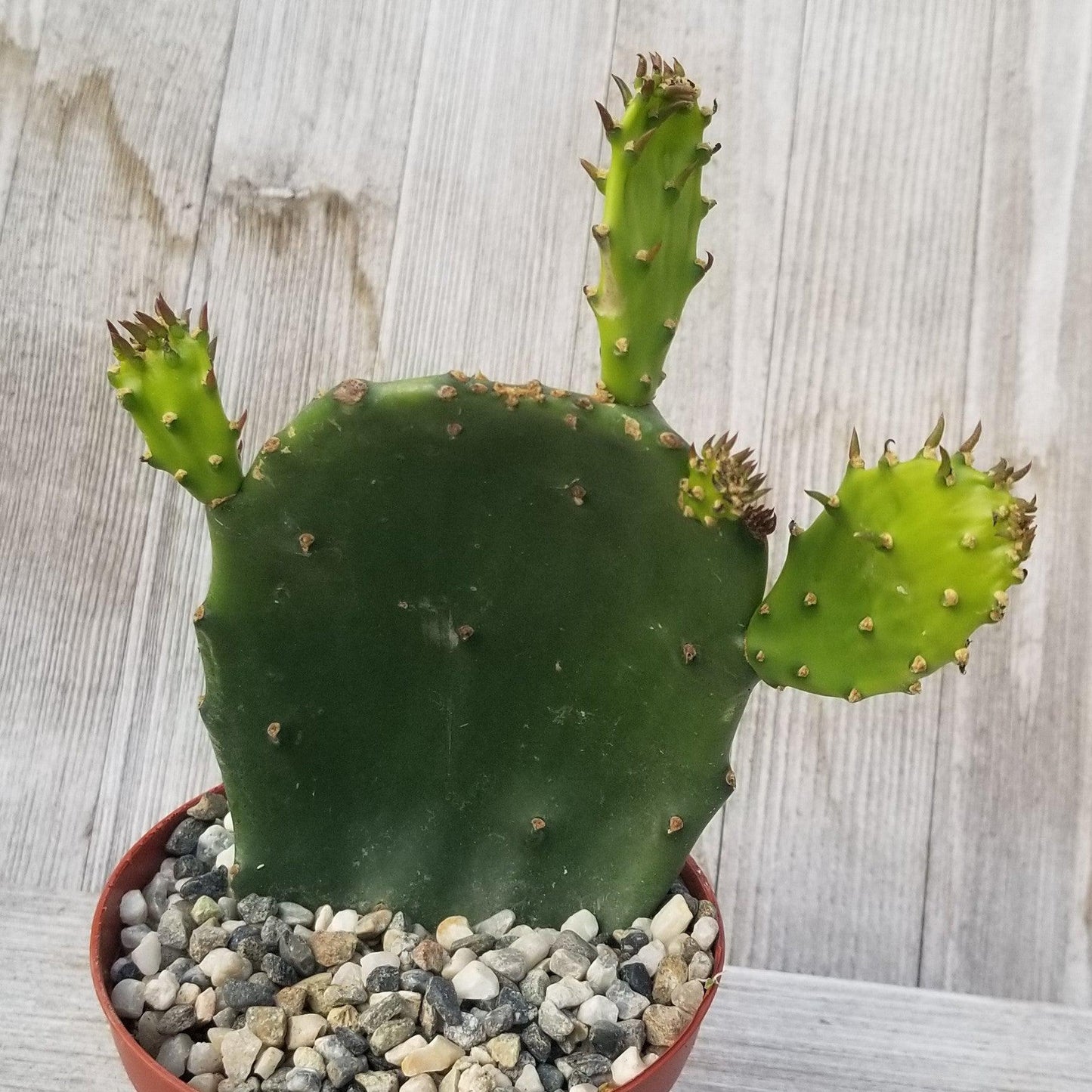 Opuntia ellisian 'Spineless Prickly Pear'