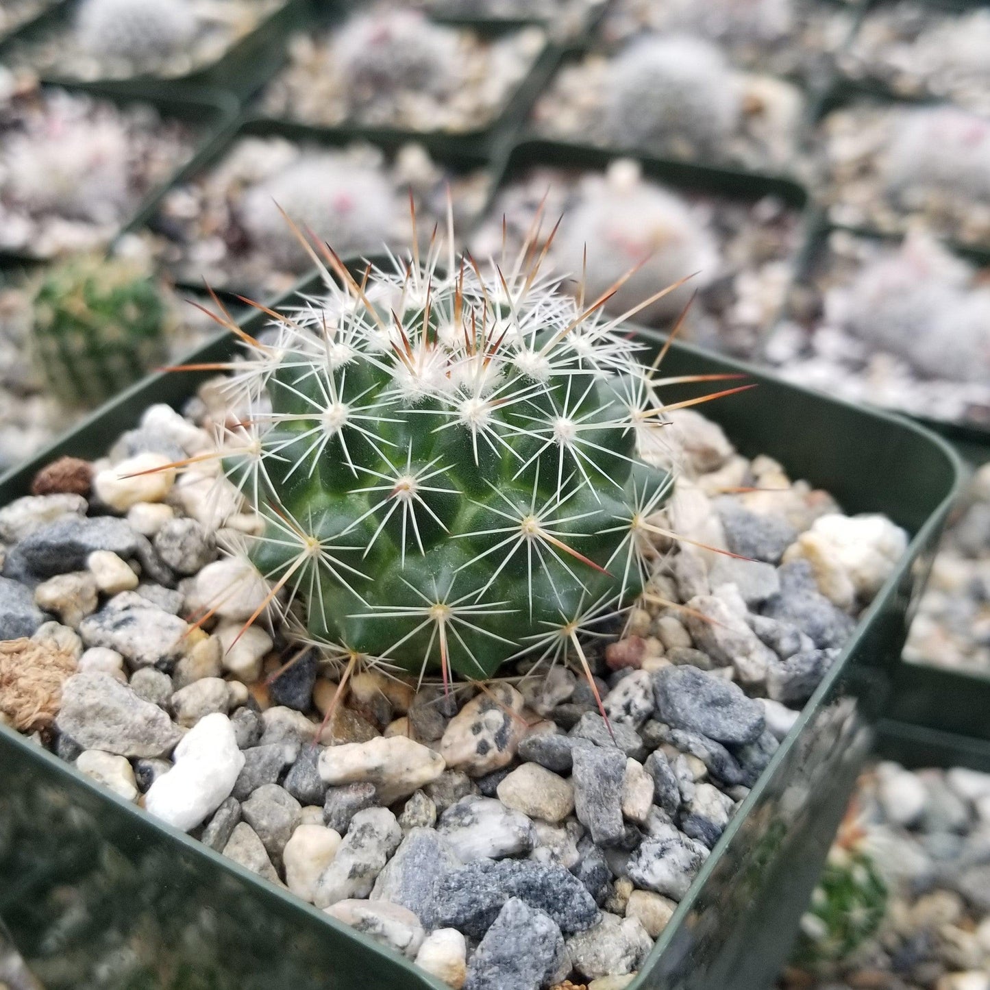 Mammillaria Rubrograndis