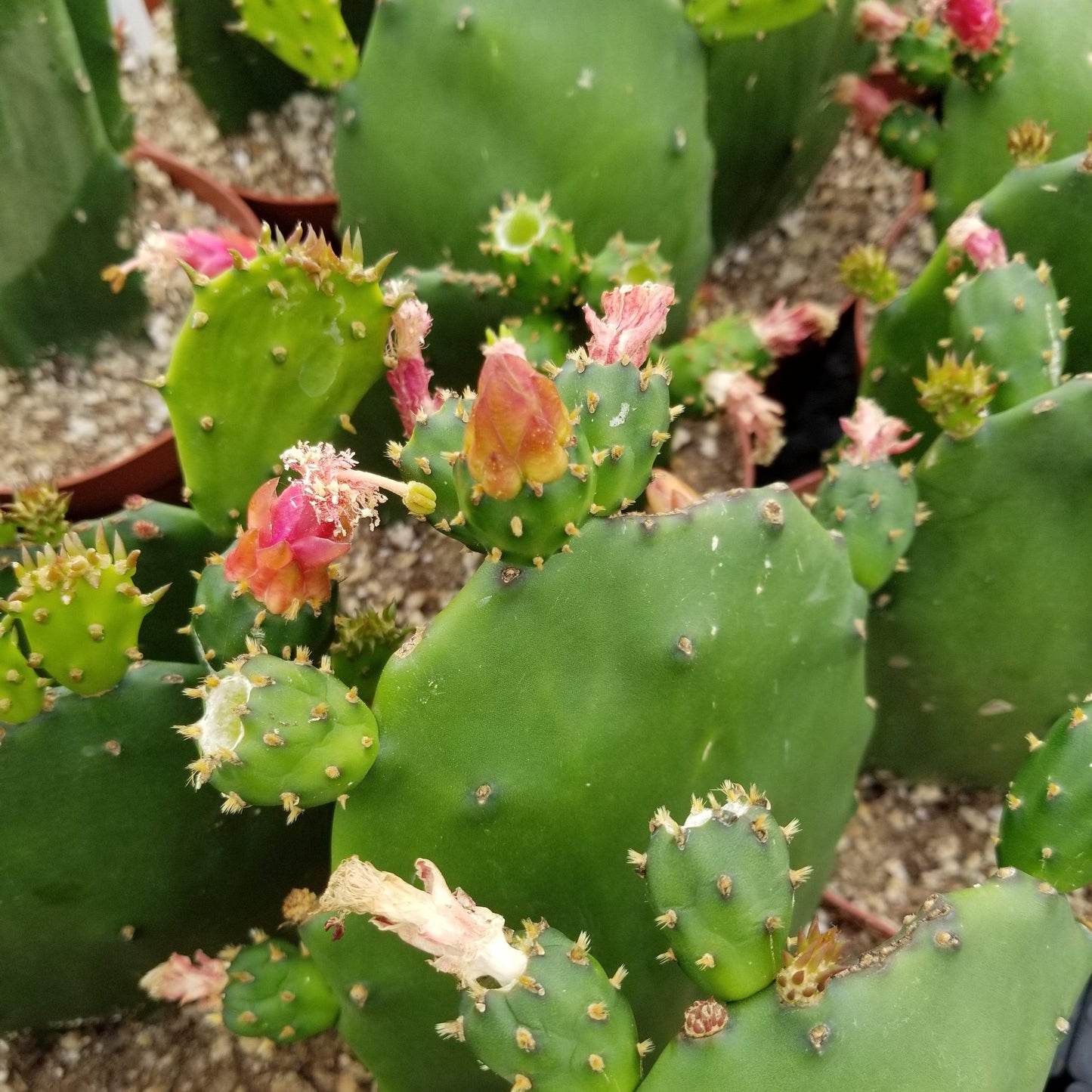 Opuntia ellisian 'Spineless Prickly Pear'