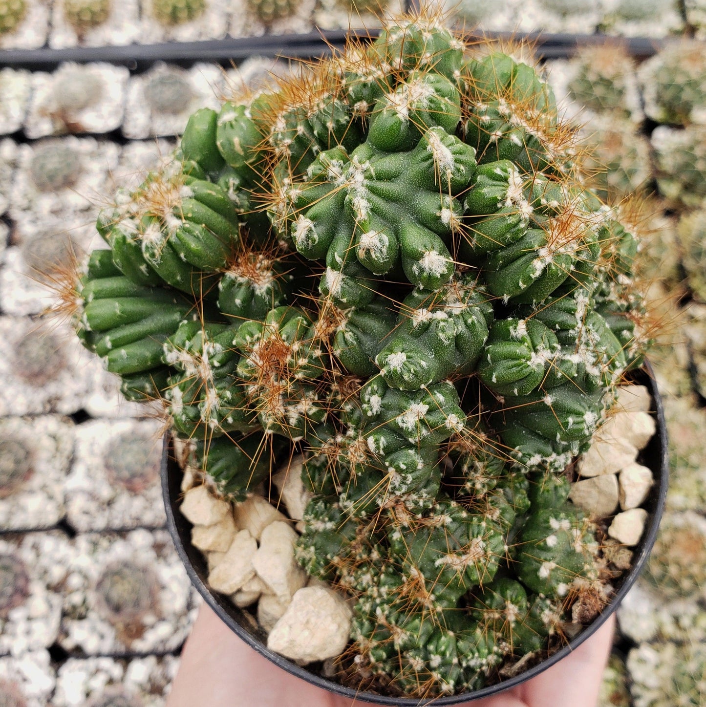 Cereus peruvianus monstrose 'Petra'