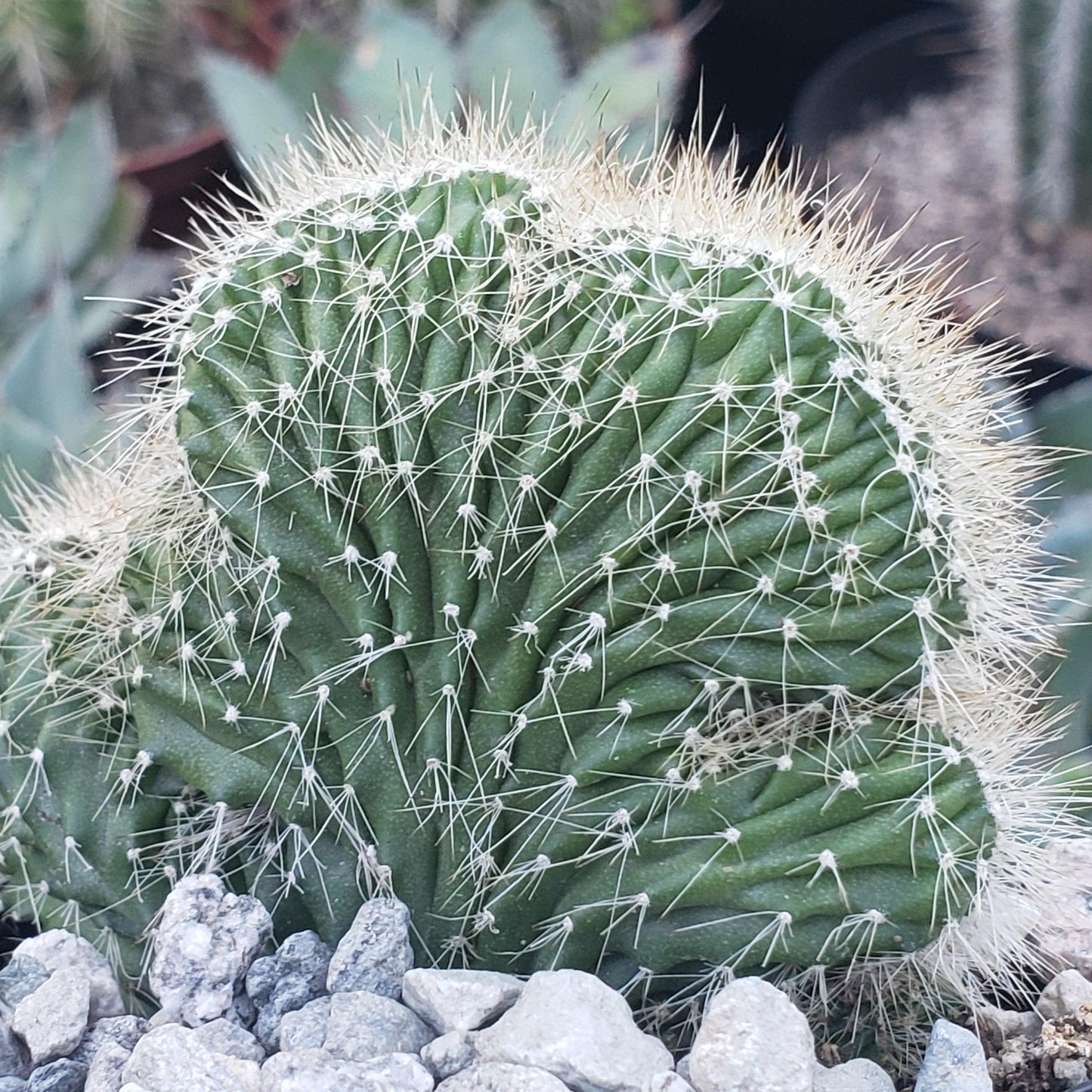 Neobuxbaumia polylopha cristata