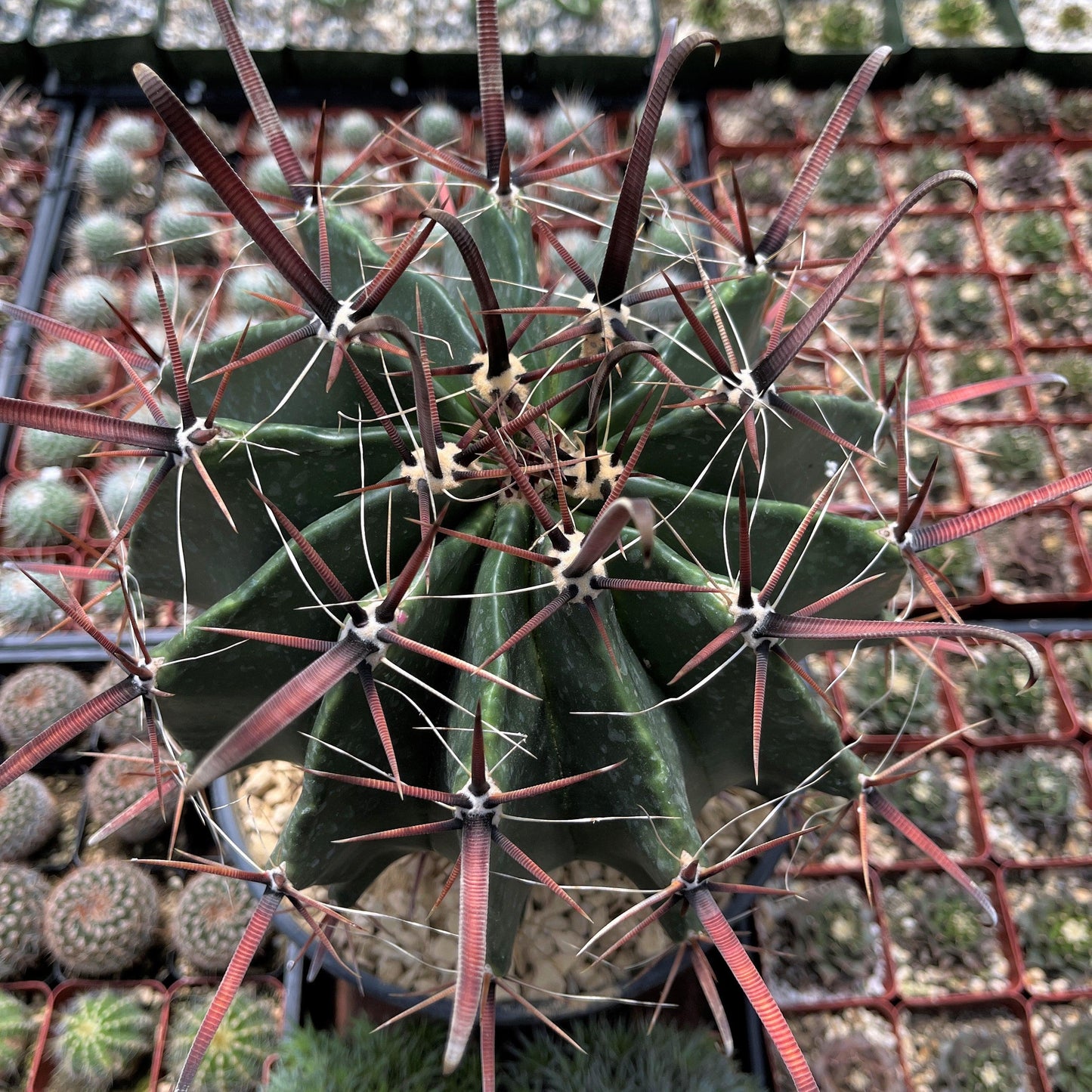 Fire Barrel Cactus – Ferocactus gracilis ‘Coloratus’