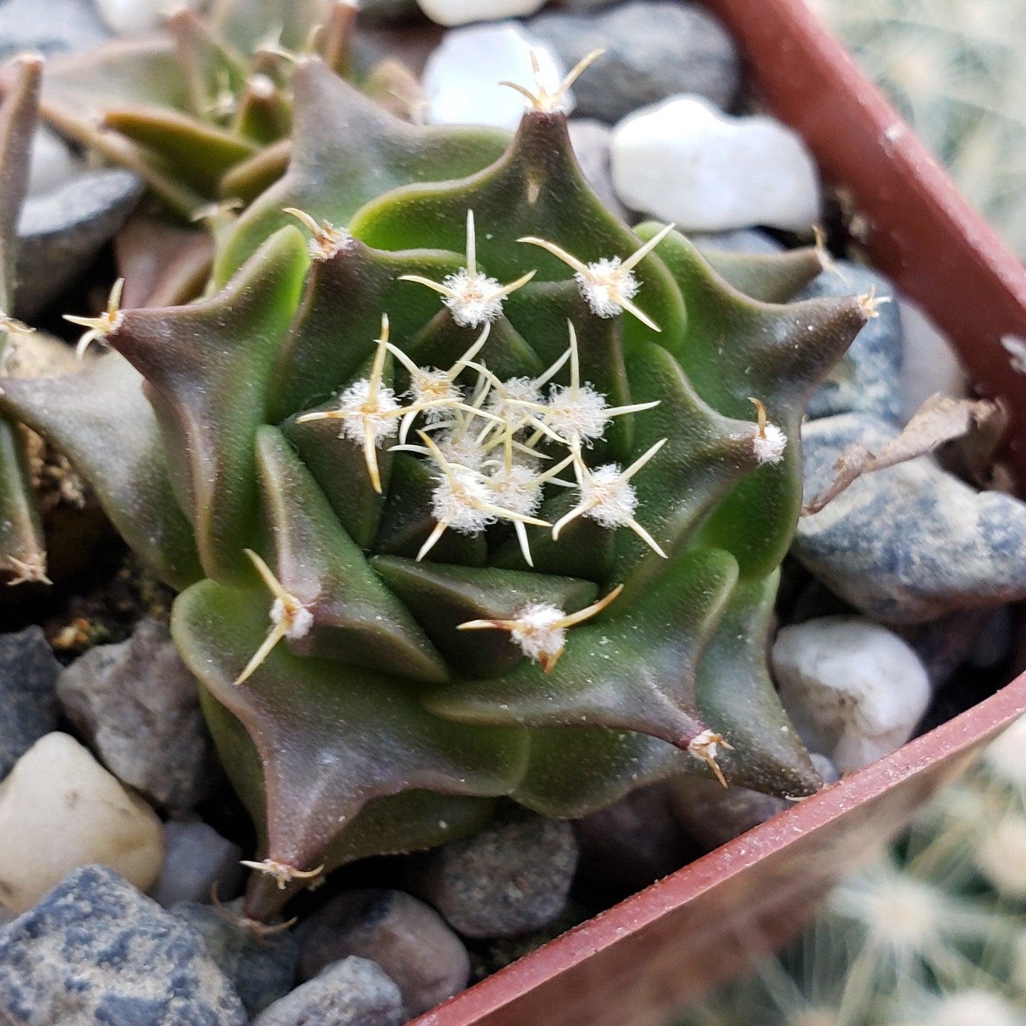 Obregonia denegrii