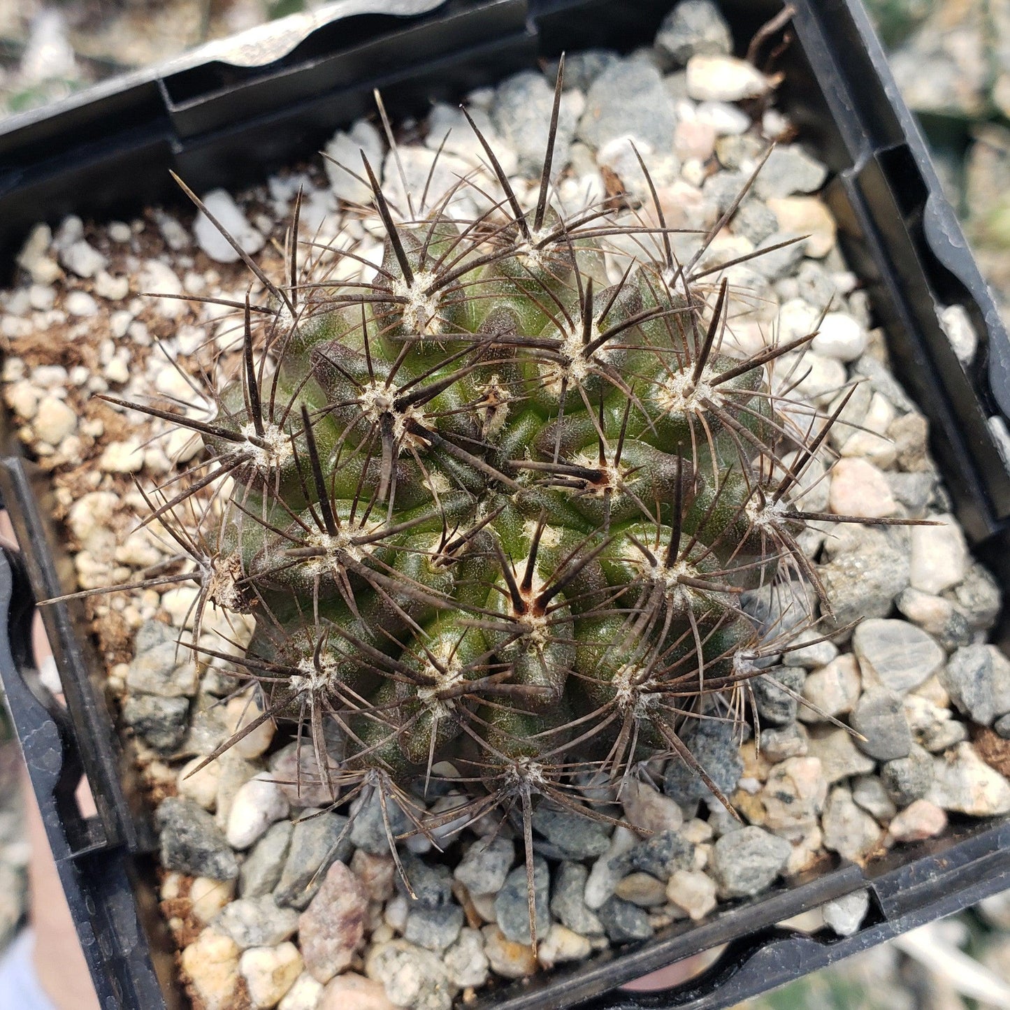 Neoporteria Violaciflora