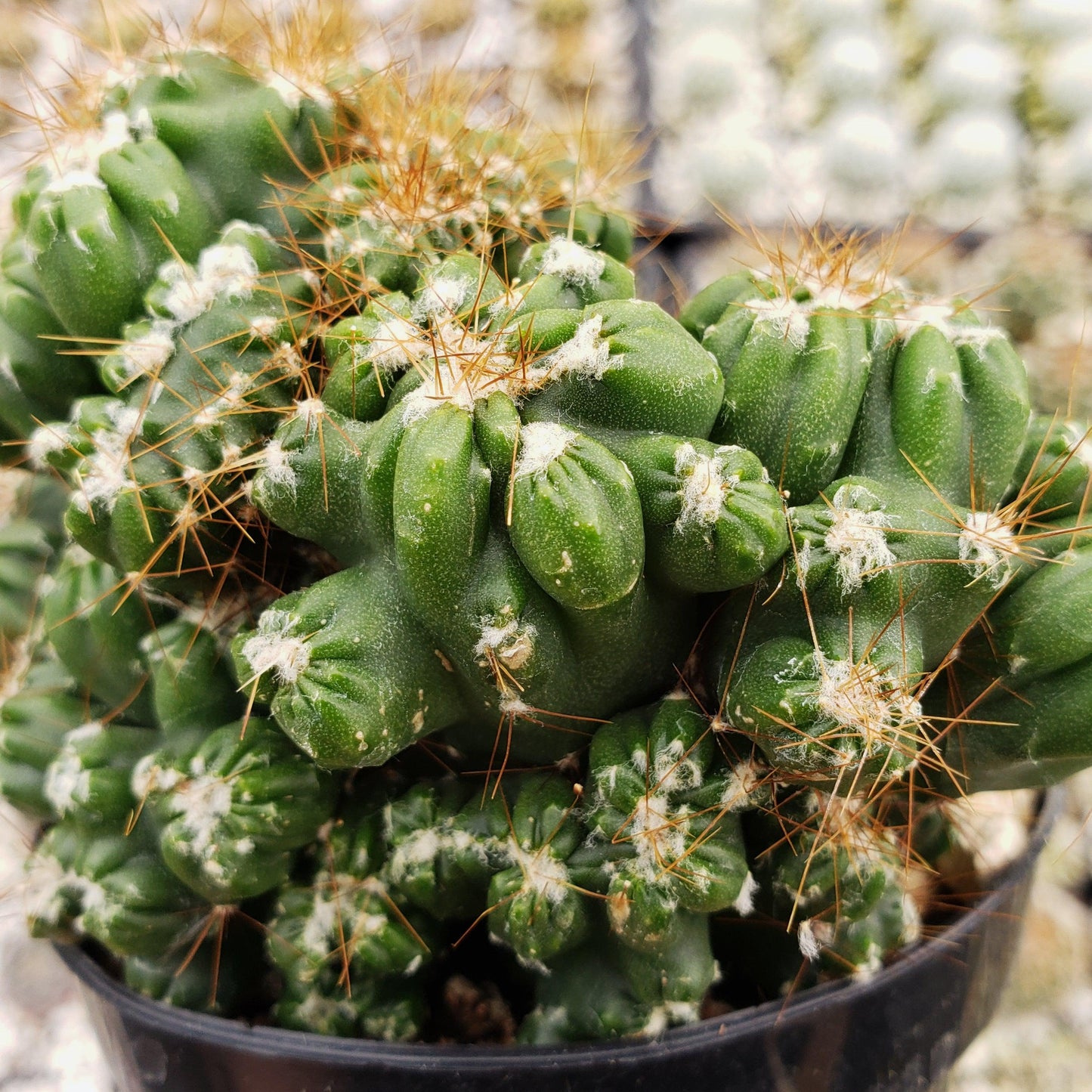 Cereus peruvianus monstrose 'Petra'